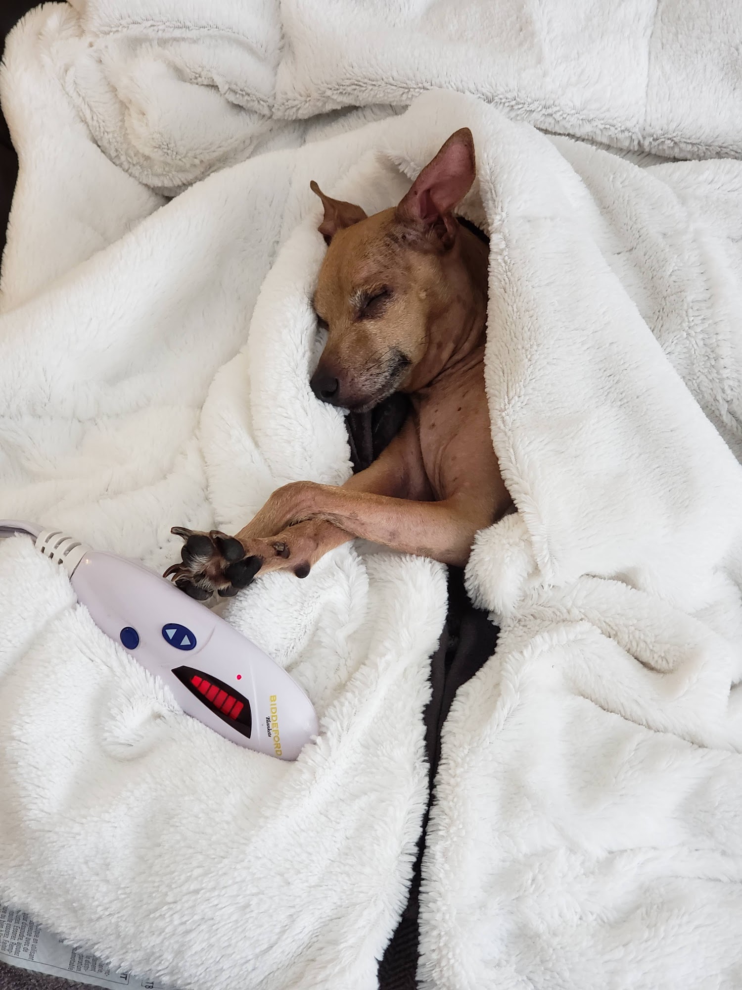 Heritage Veterinary Hospital: Boggs Chad DVM Flint