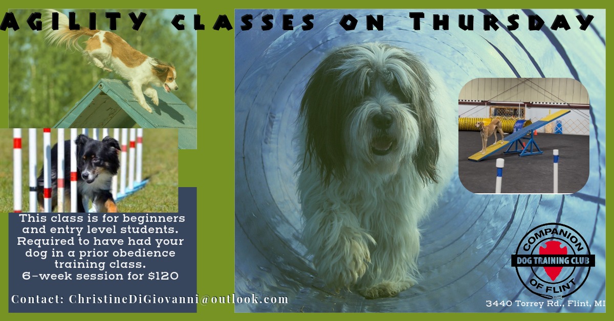 Companion Dog Training Club Flint