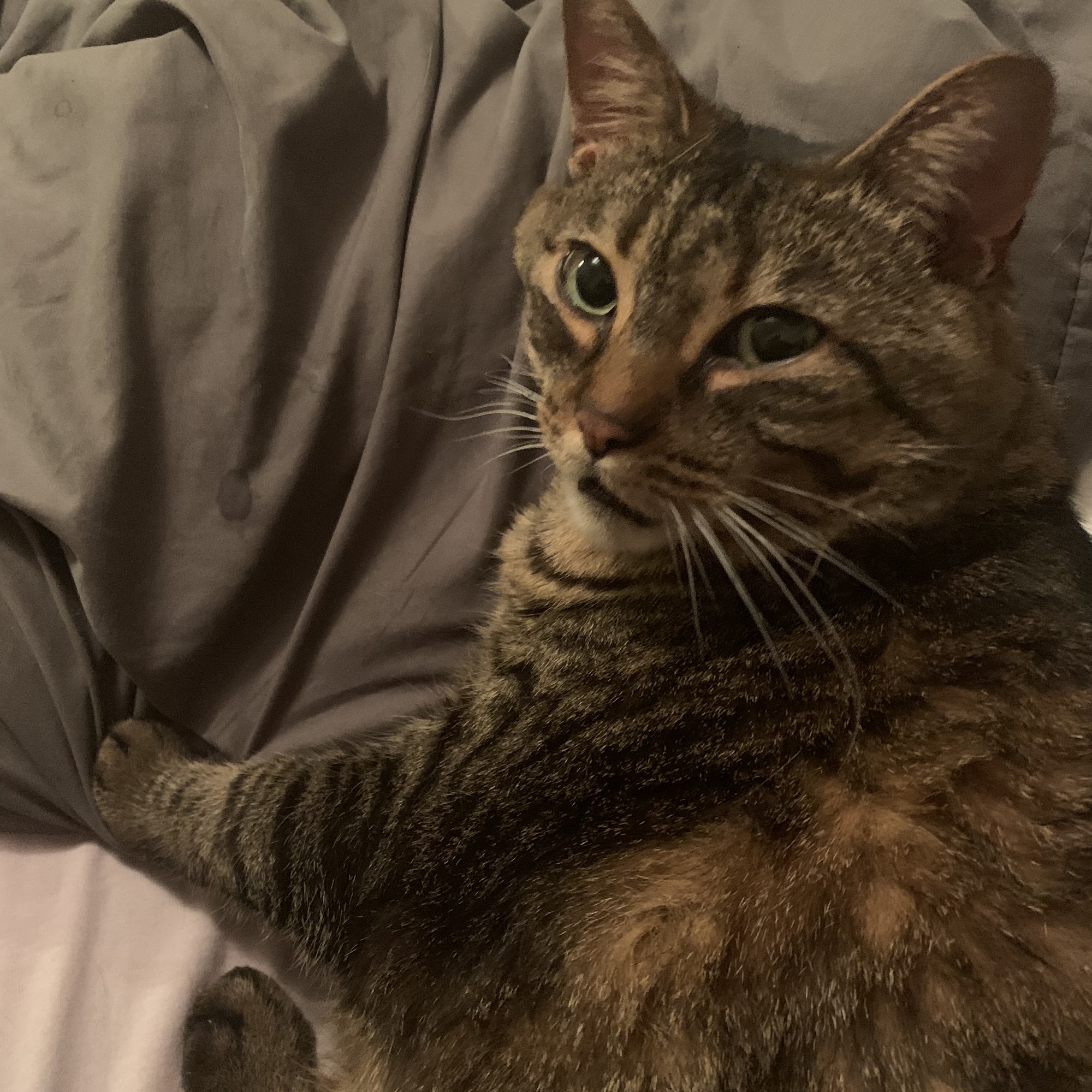 North River Animal Hospital Fort Gratiot