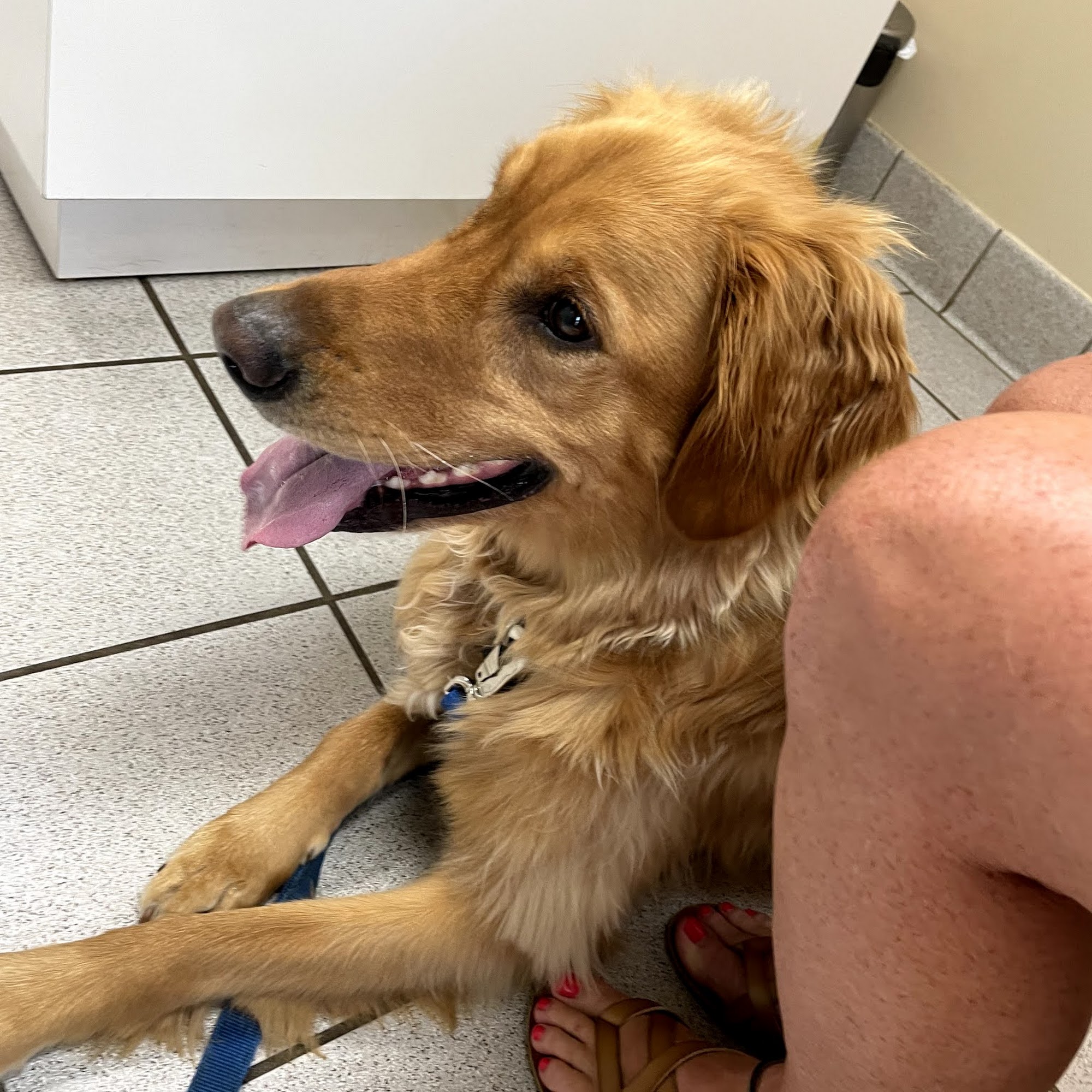 Fowlerville Veterinary Clinic Fowlerville