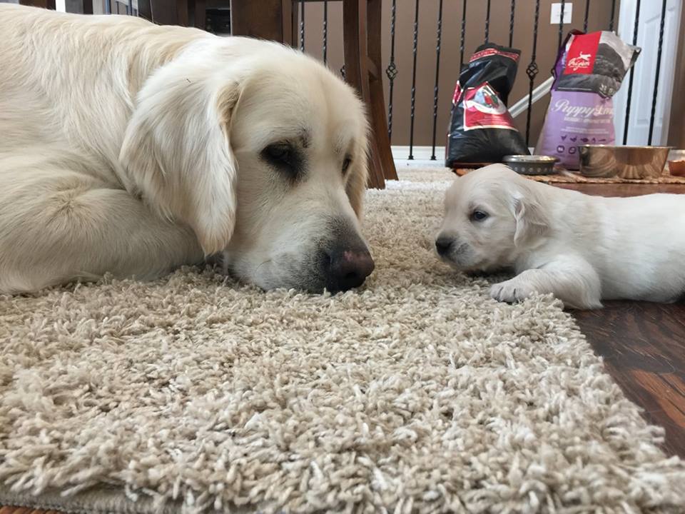 Livingston Goldens Fowlerville