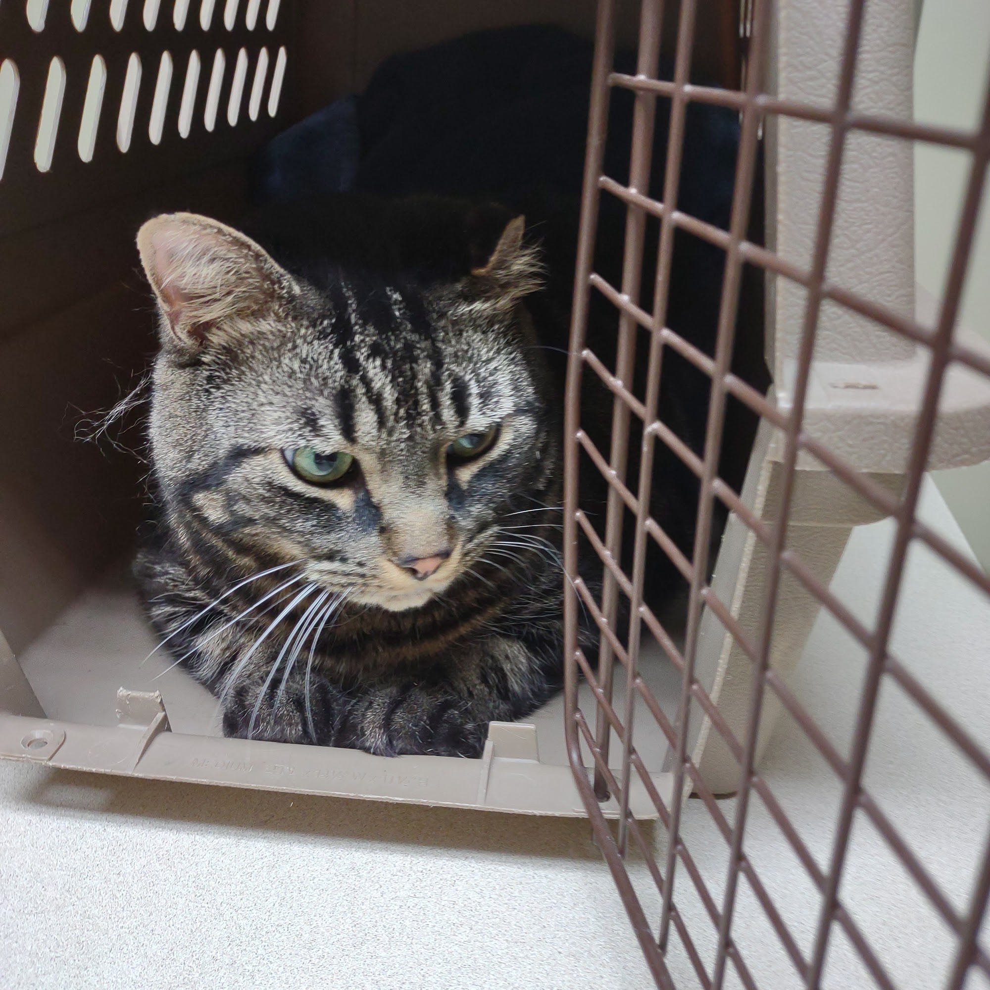 Bavarian Veterinary Hospital Frankenmuth