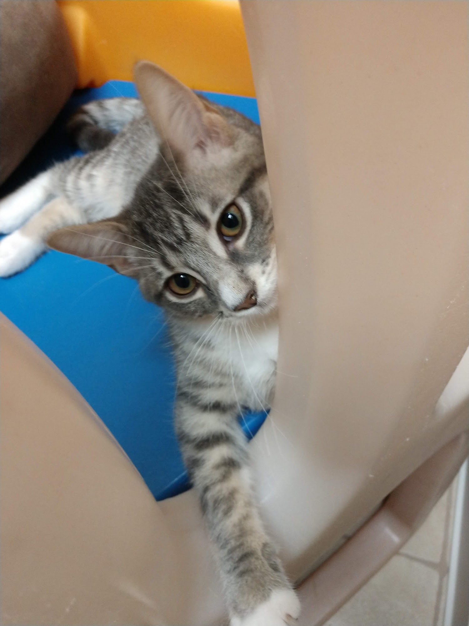 Pet Angel Adoption & Rescue Frankenmuth