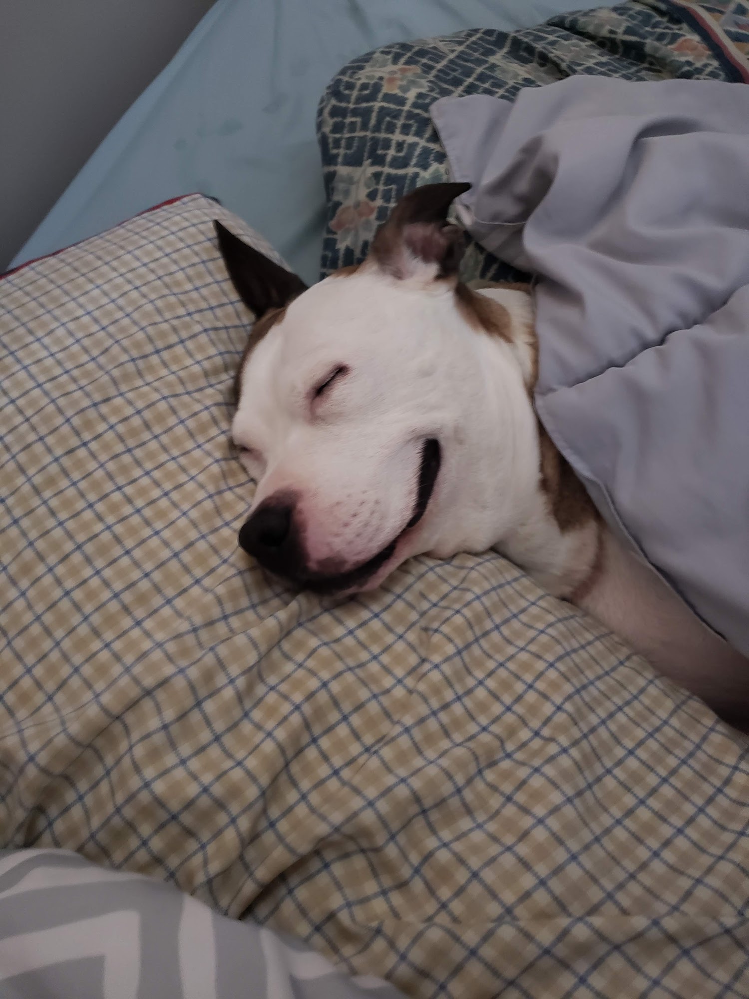 Fremont Animal Hospital Fremont