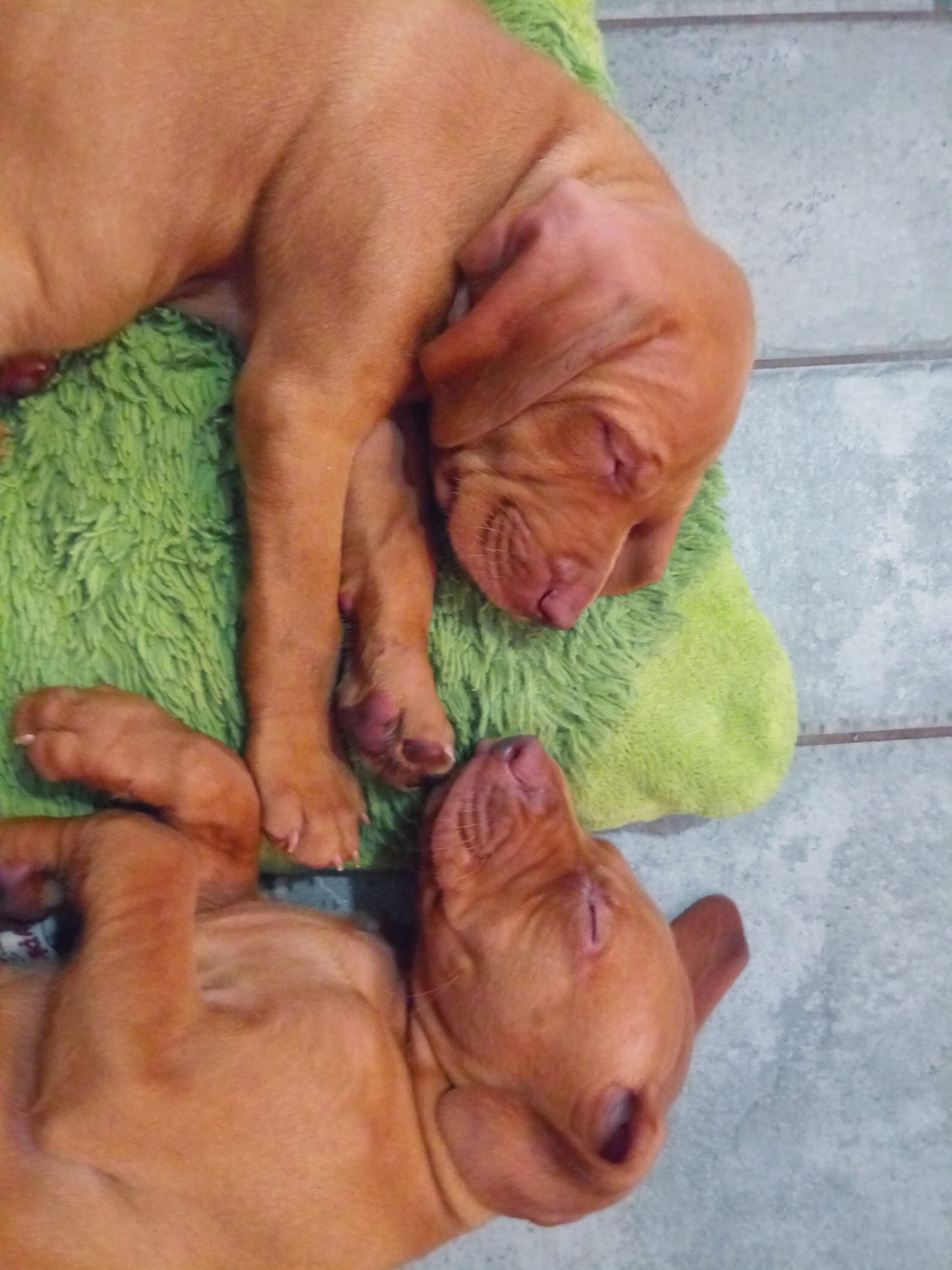 Whispering Pines Pets Fremont