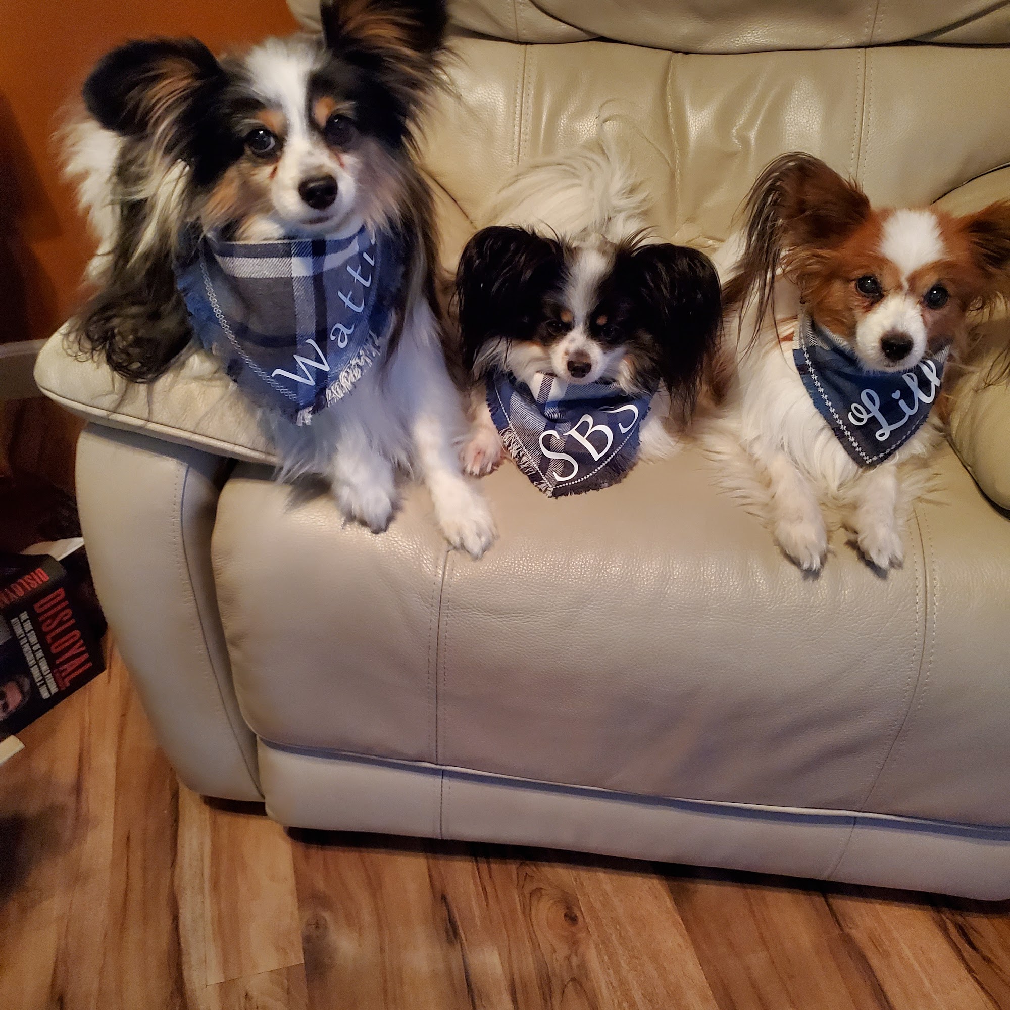 Fruitport Animal Hospital Fruitport