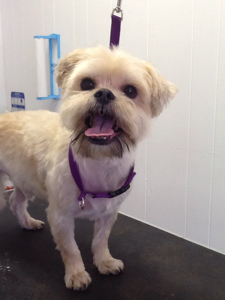 Village Groomer: Pet salon grooming service Fruitport