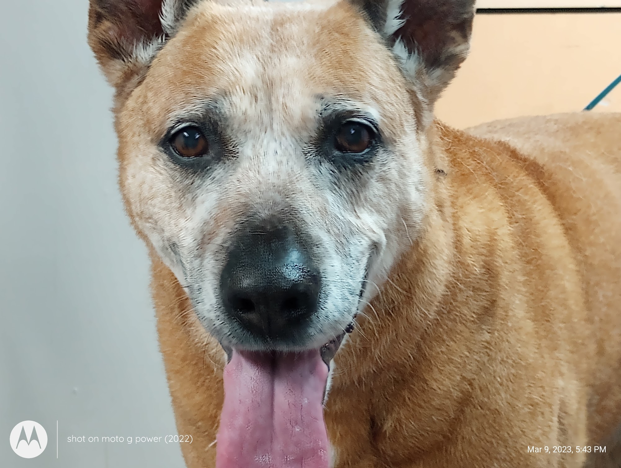 Brighthouse Grooming LLC Fruitport