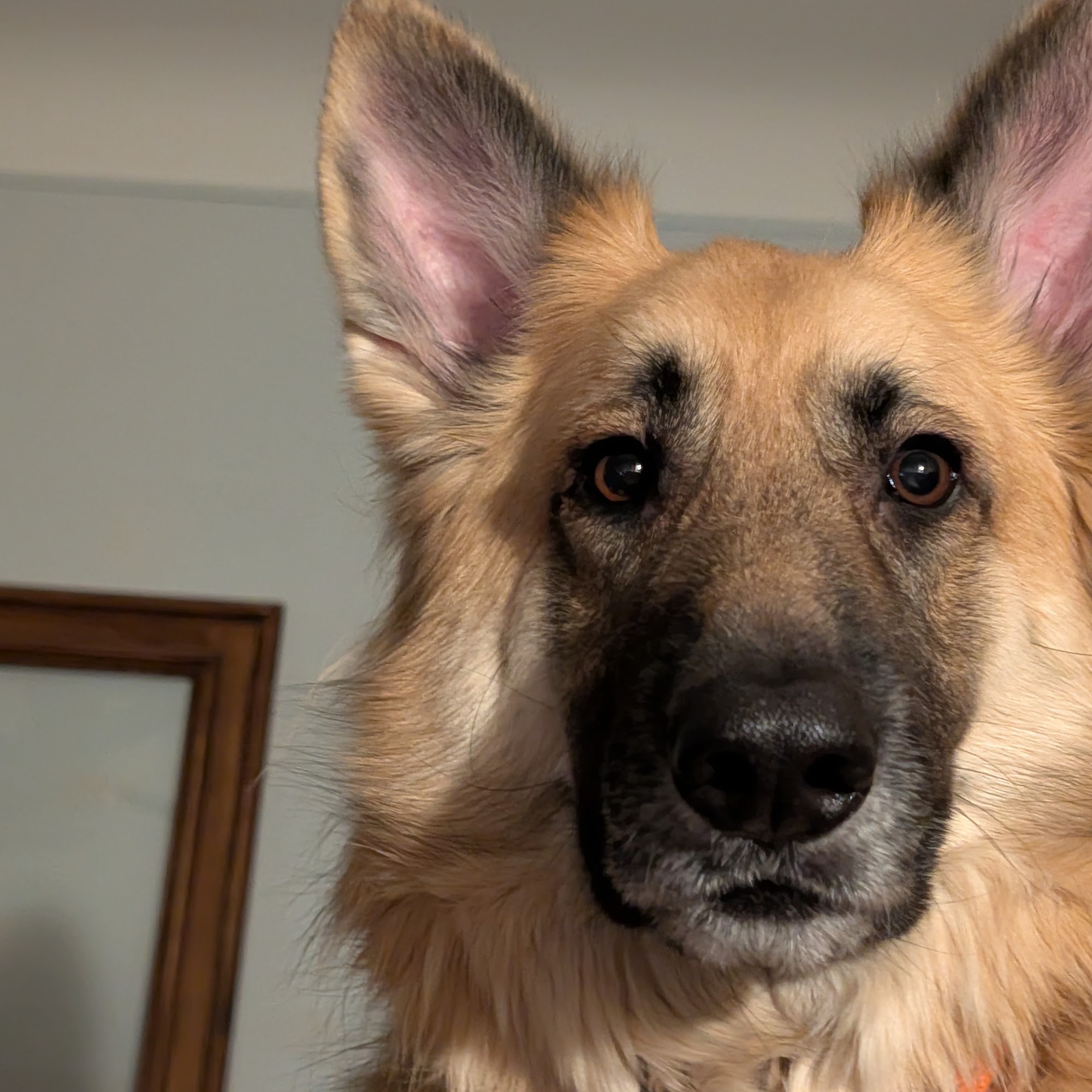 Morrison Animal Hospital Garden City