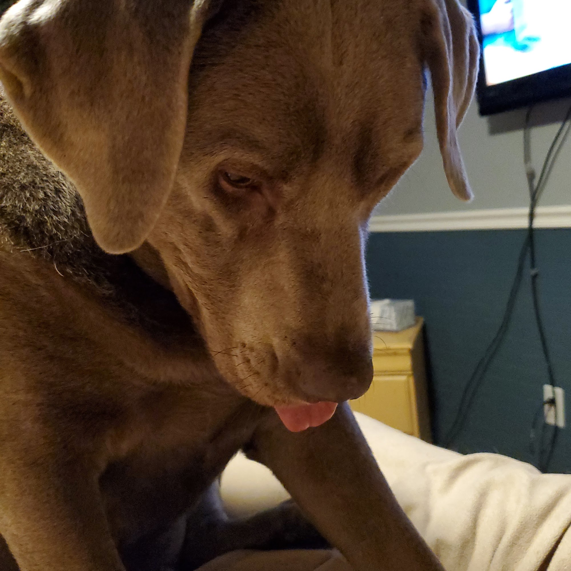 Morrison Animal Hospital: Smyth-Arkens Michele DVM Garden City