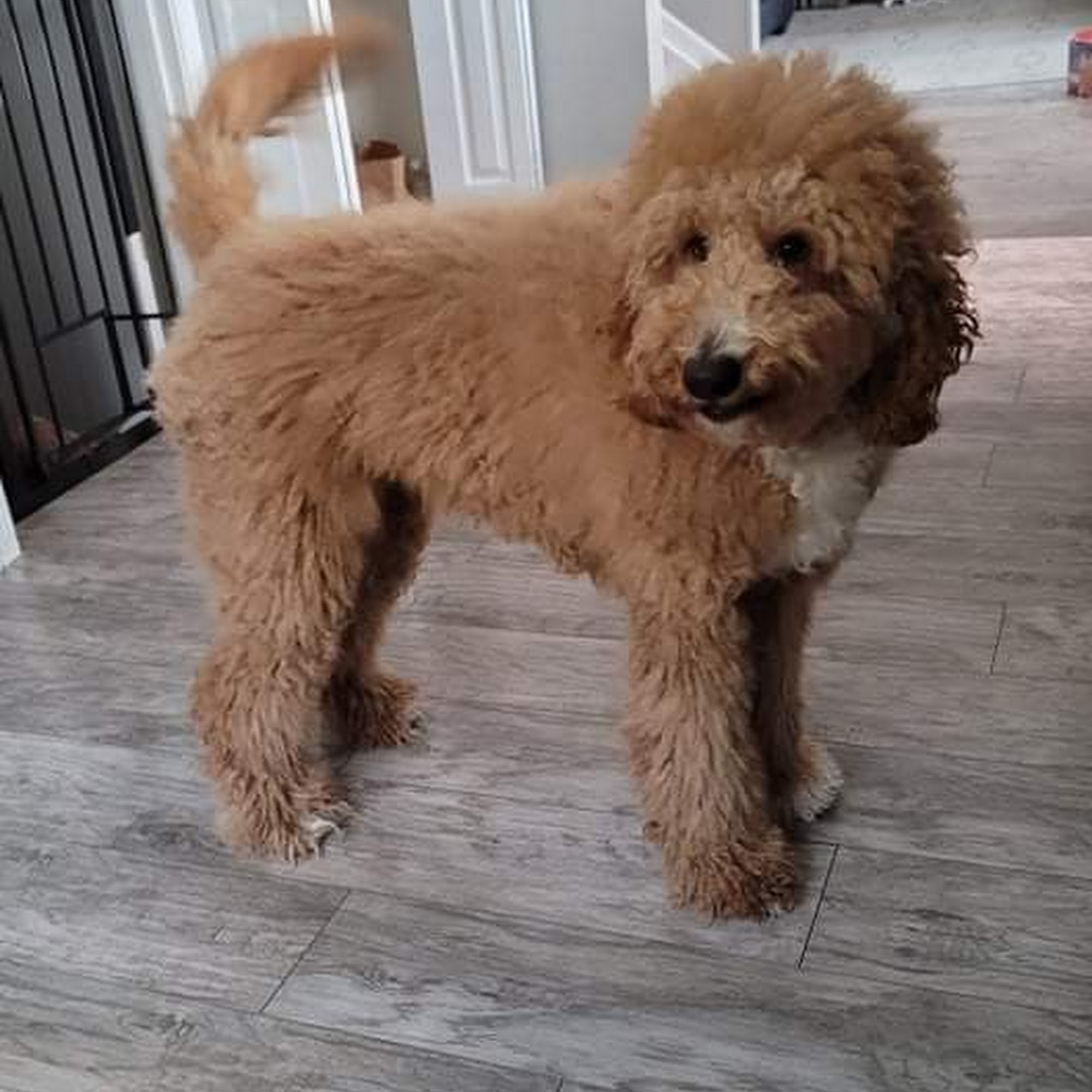 Amazing Pet Grooming Garden City