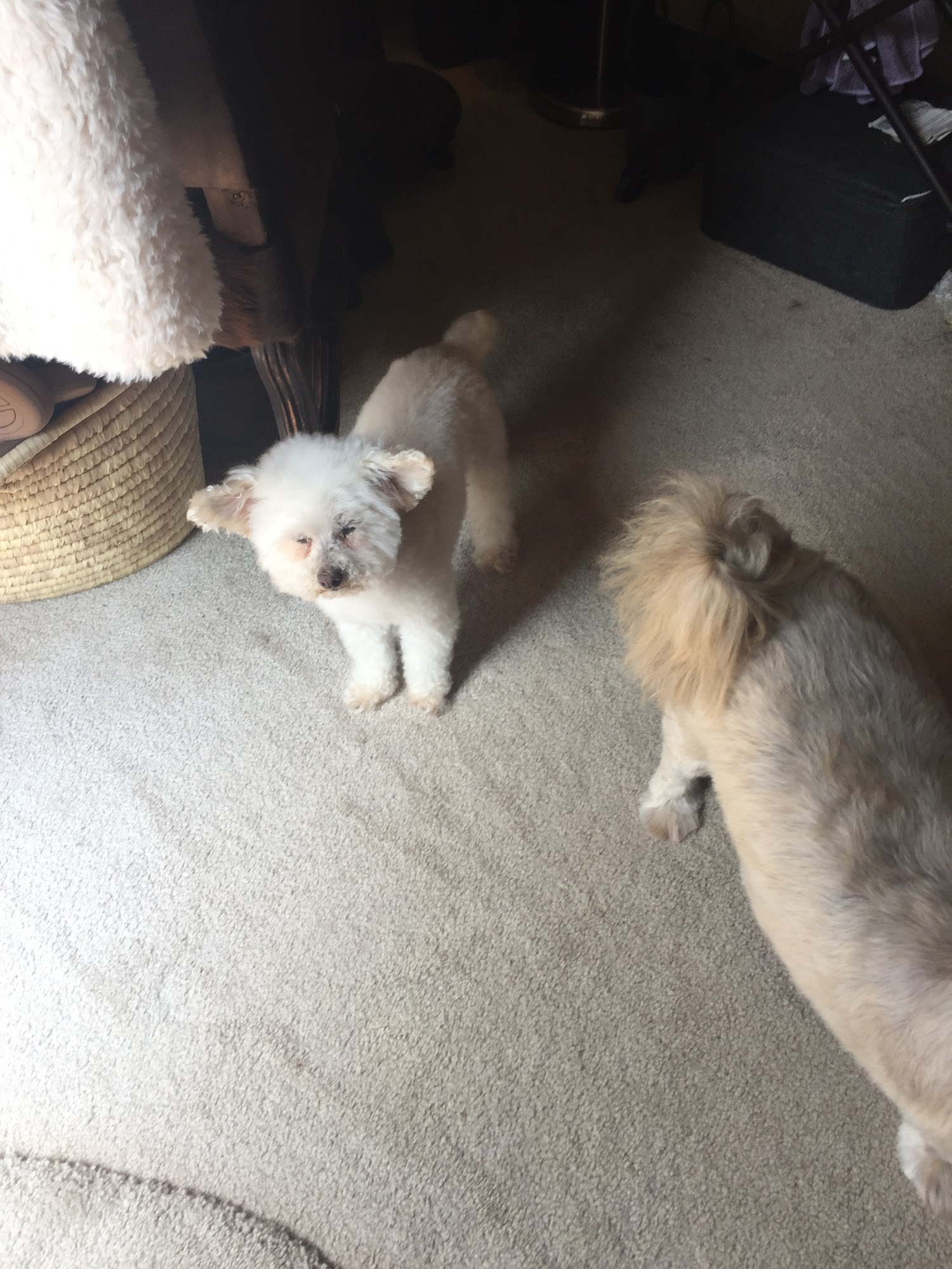 Alpine Animal Hospital Gaylord