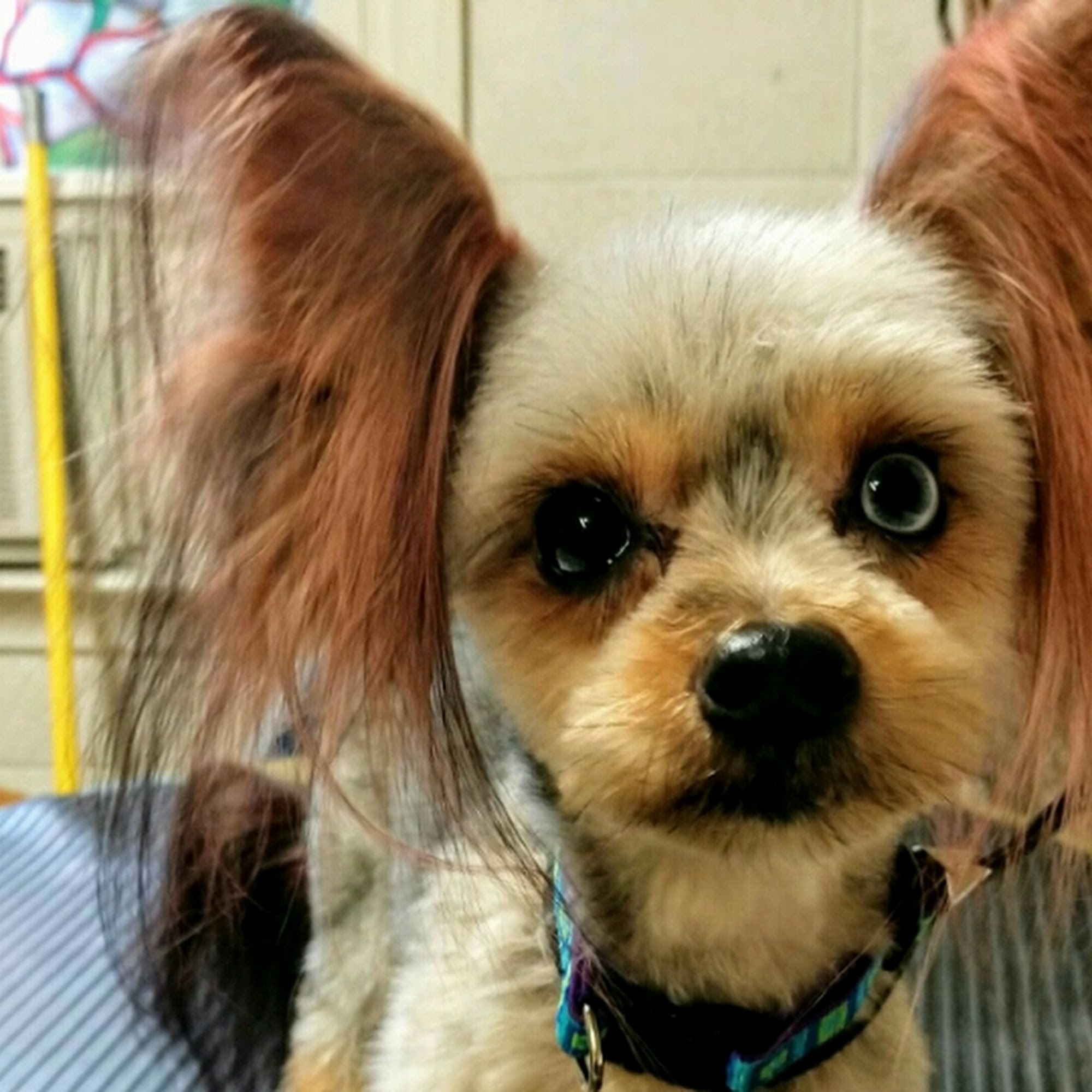 The Pawfessional Touch 1893 Old 27 N, Gaylord Michigan 49735