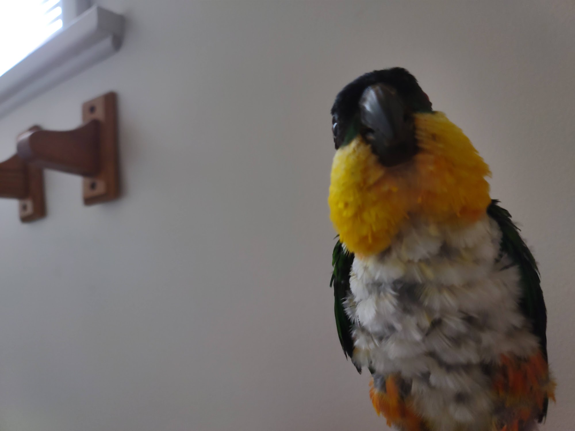 Bay Veterinary Clinic Gladstone