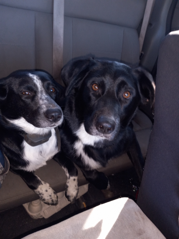 Our Favorite Groomer, LLC Gladstone