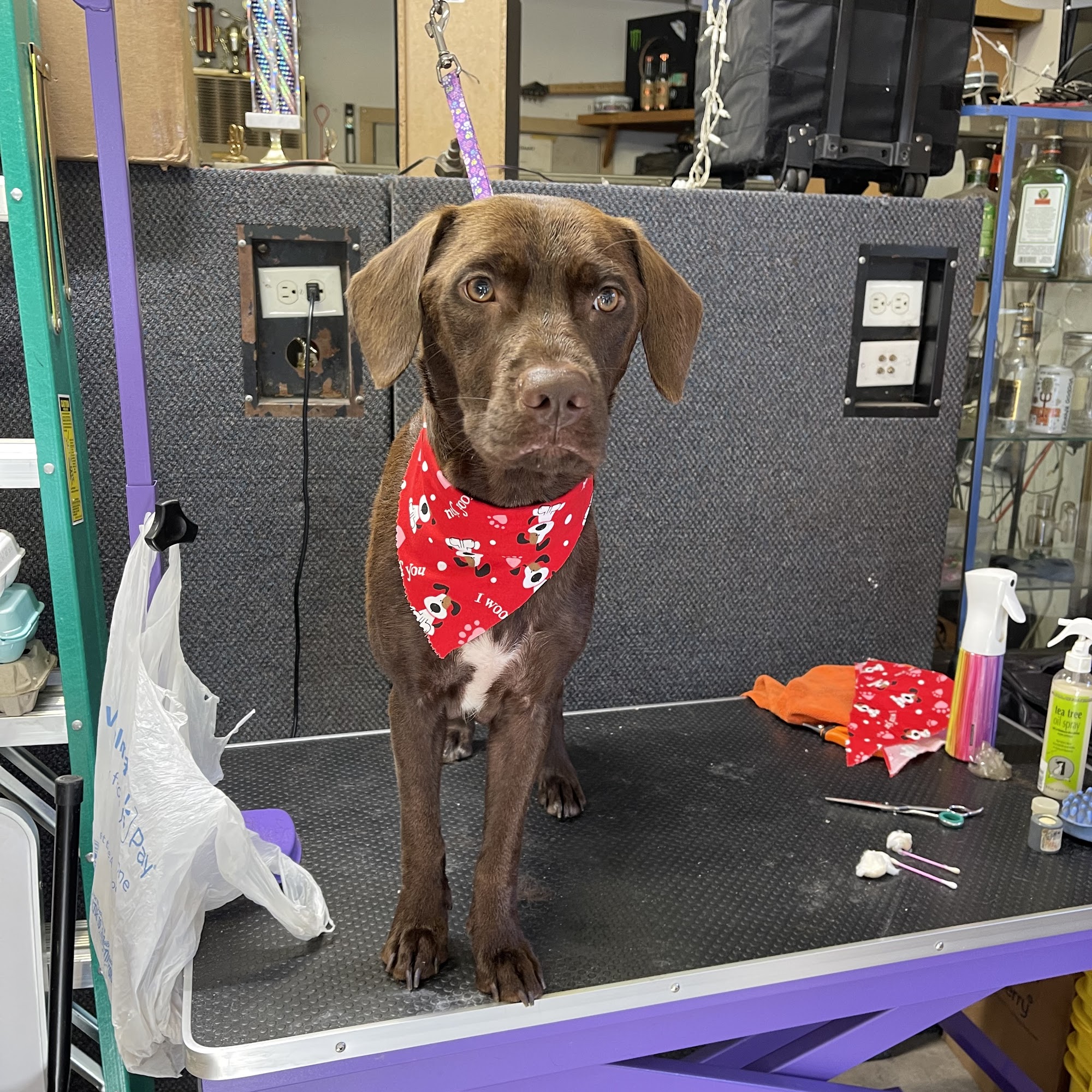 Our Favorite Groomer, LLC Gladstone