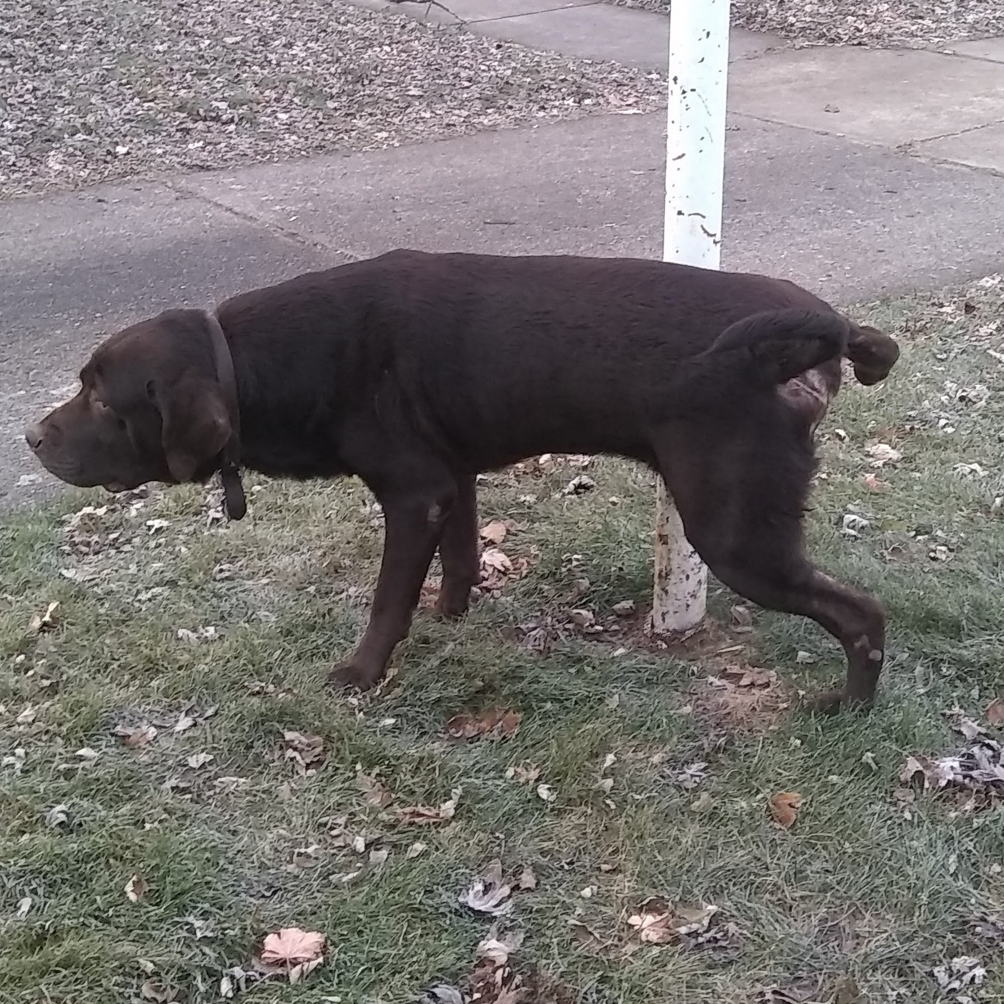 Kelly's Kruising Kritter Kare Gladwin