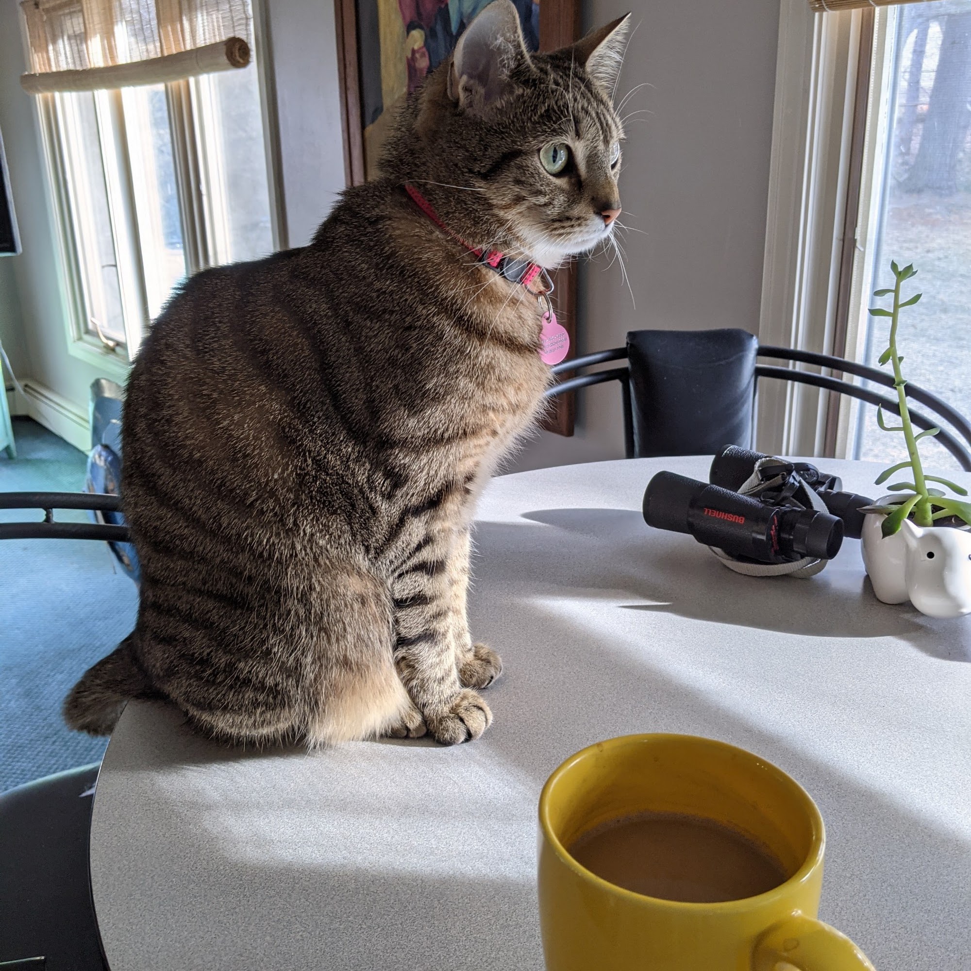 Gobles Veterinary Clinic Gobles