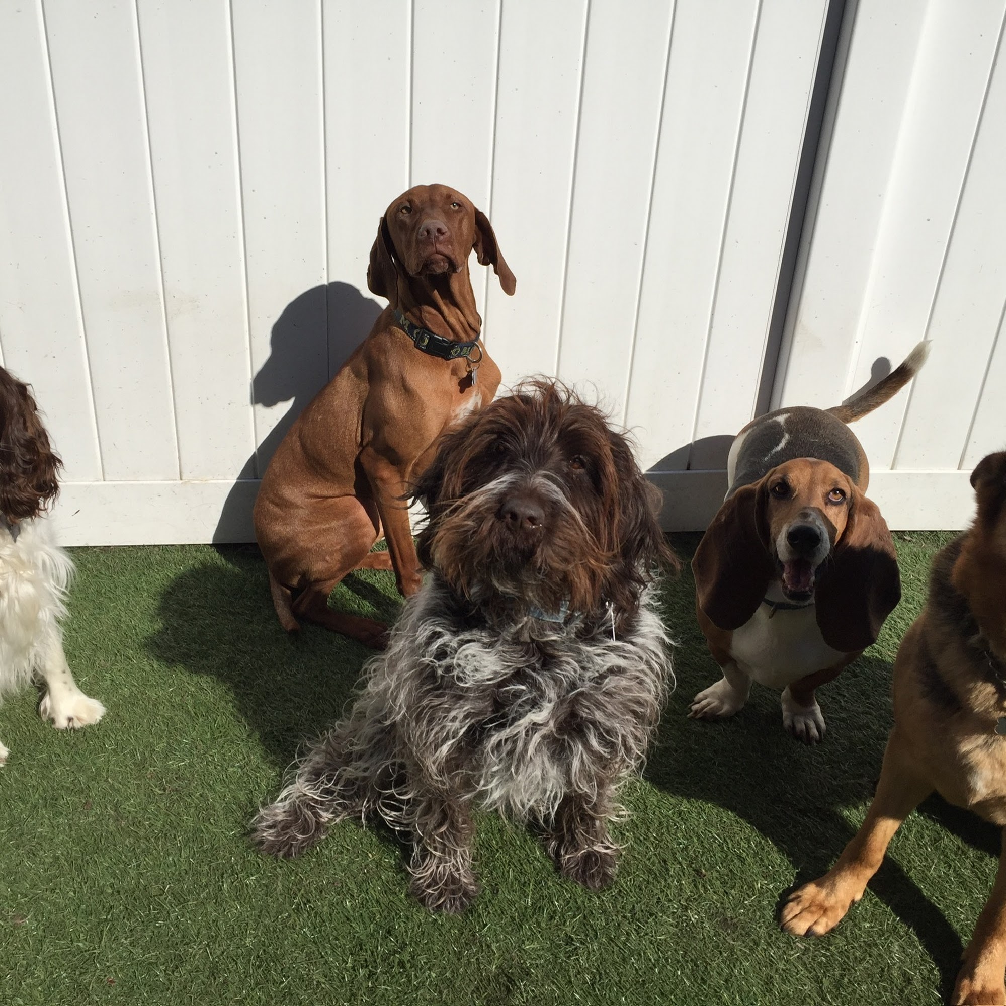 Best Friend Academy Gobles