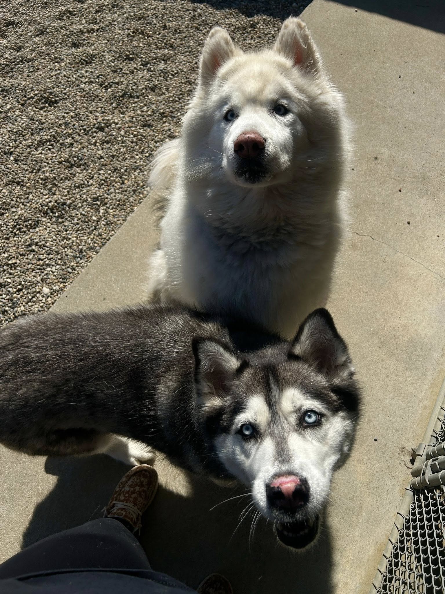 Stonington Kennels LLC Goodrich