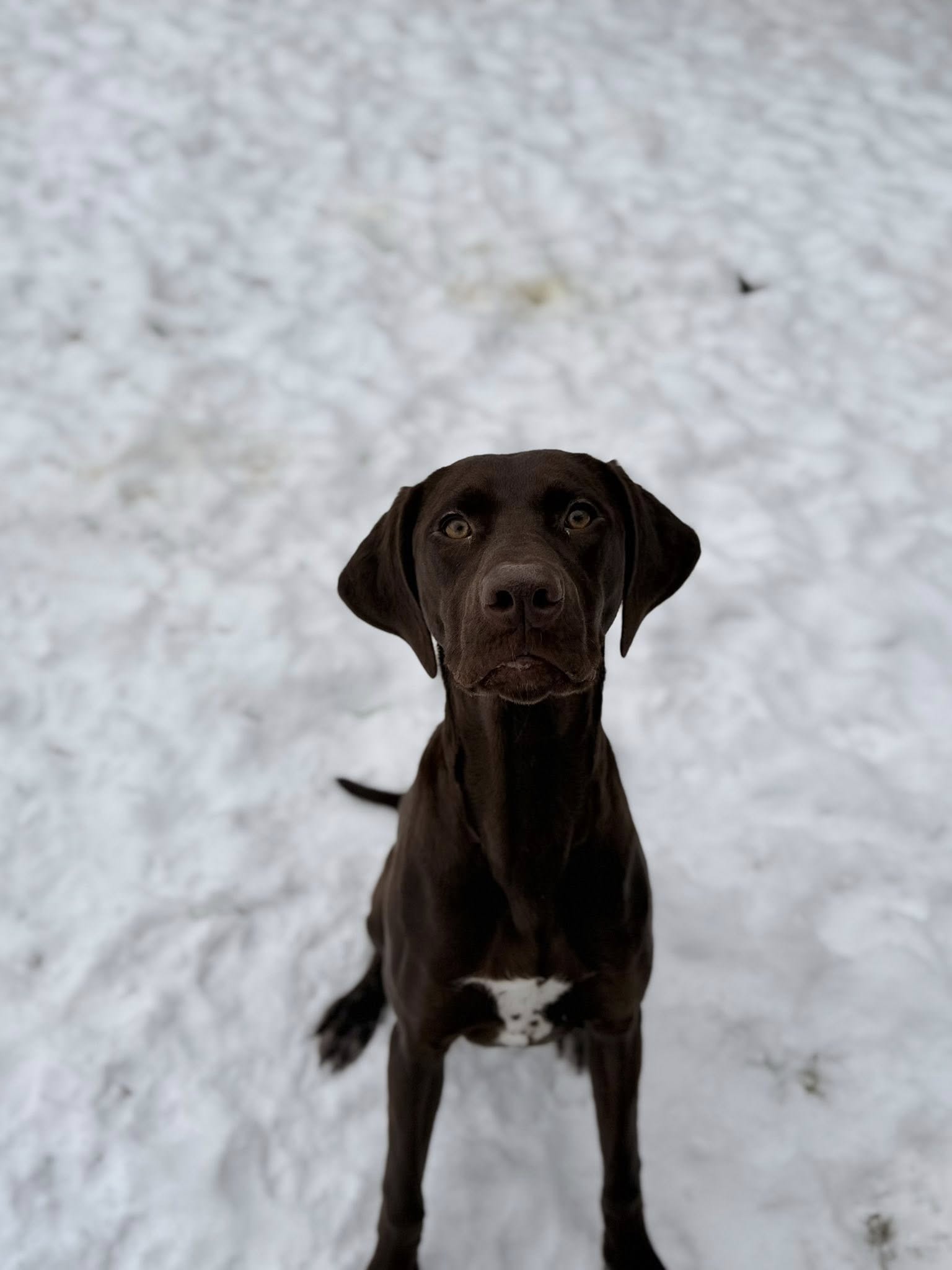 Stonington Kennels LLC Goodrich