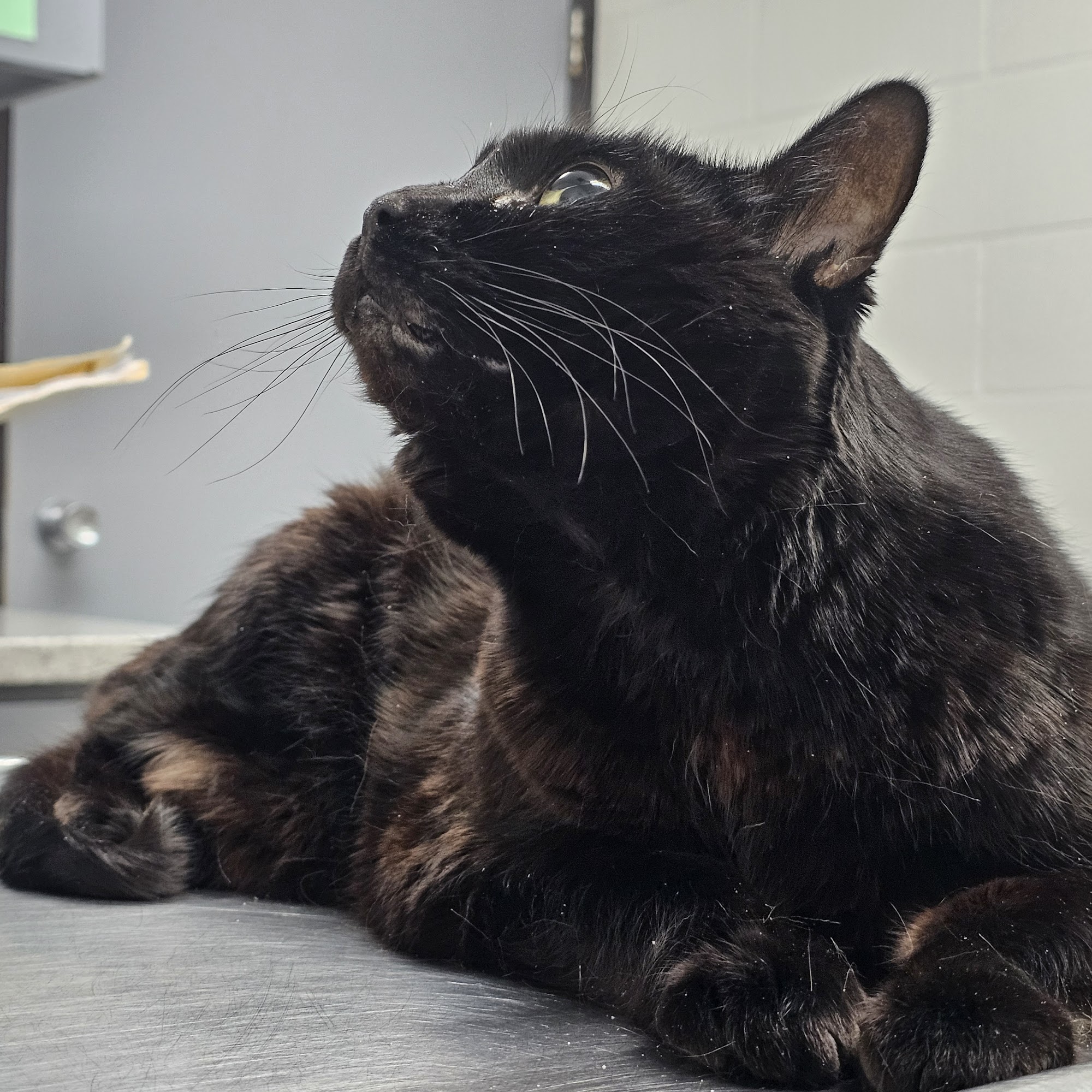 Grand Blanc Veterinary Hospital Grand Blanc