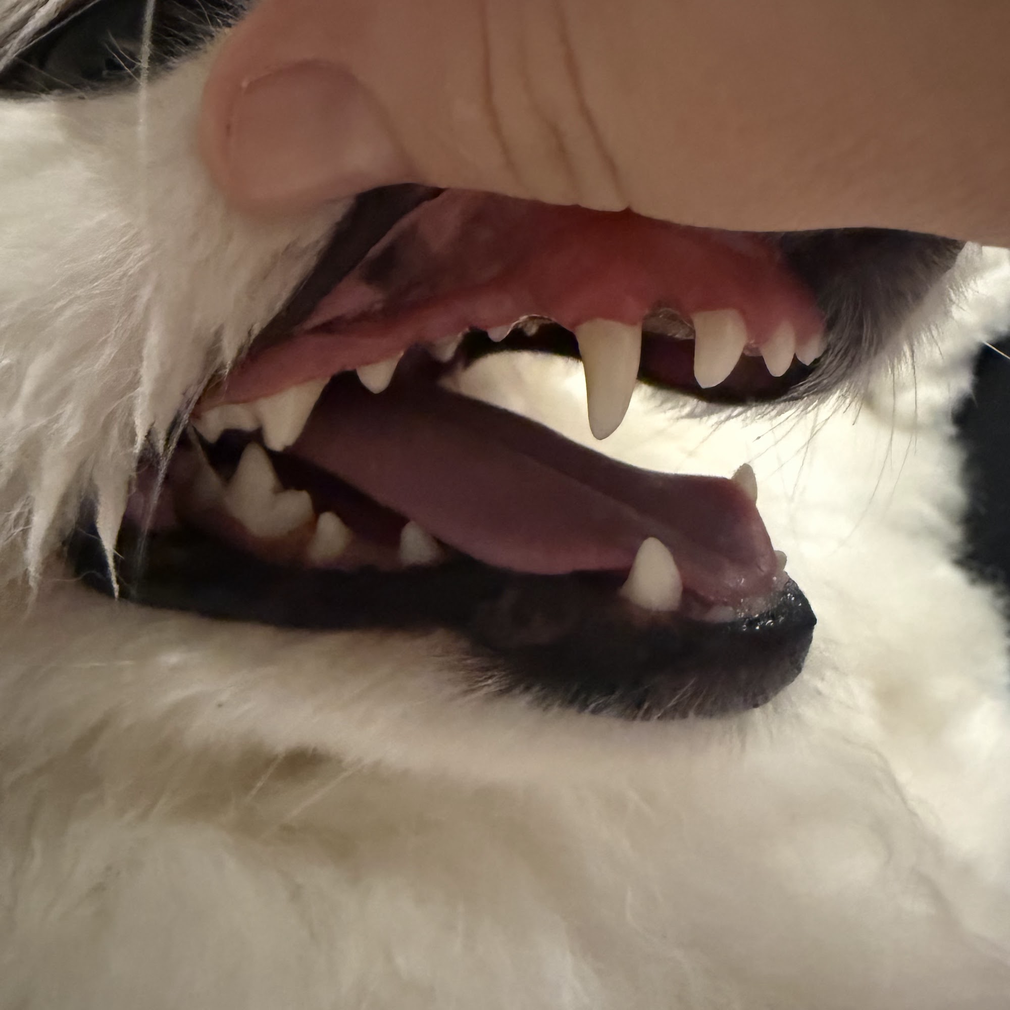 Briarwood Veterinary Hospital Grand Blanc