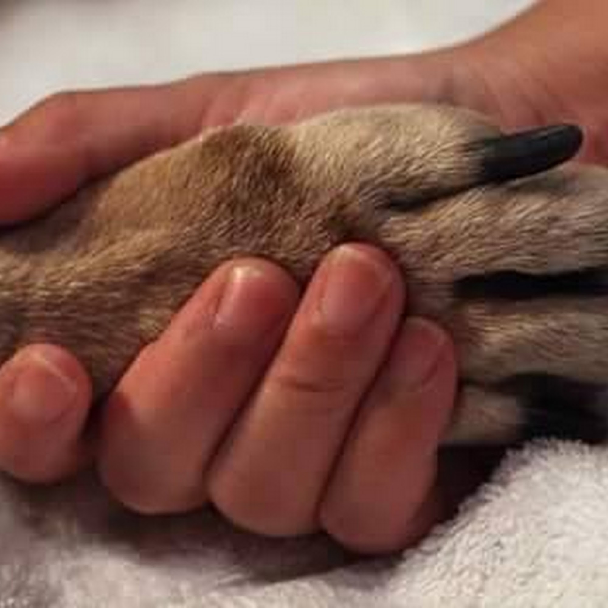 Robbins Road Animal Clinic Grand Haven