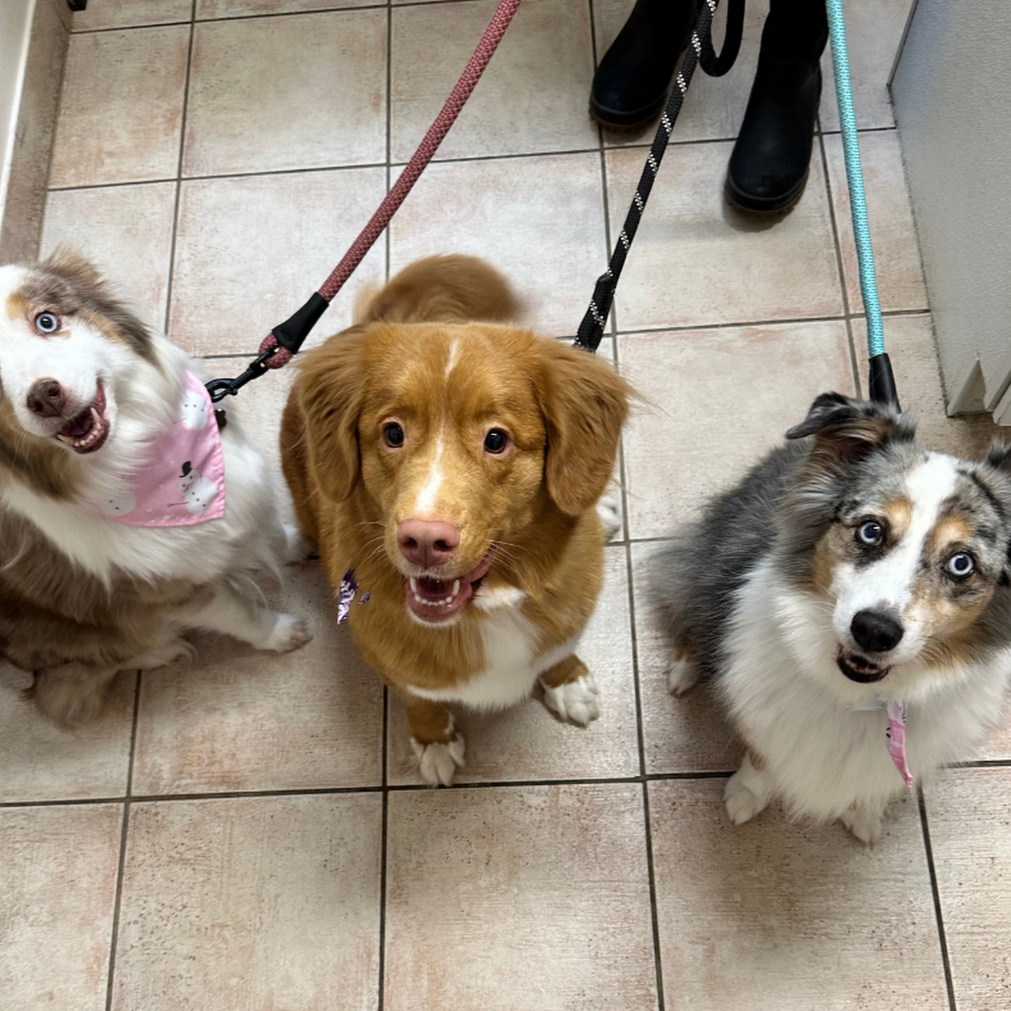 Prelesnik Animal Hospital Grand Haven