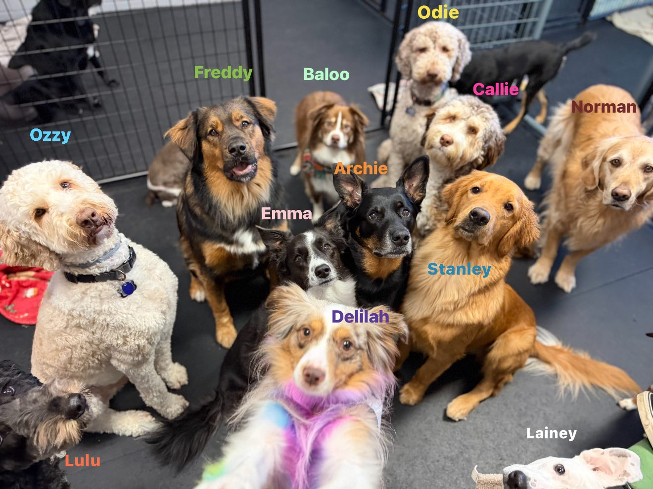 Sitting Pretty Pet Spa Grand Haven