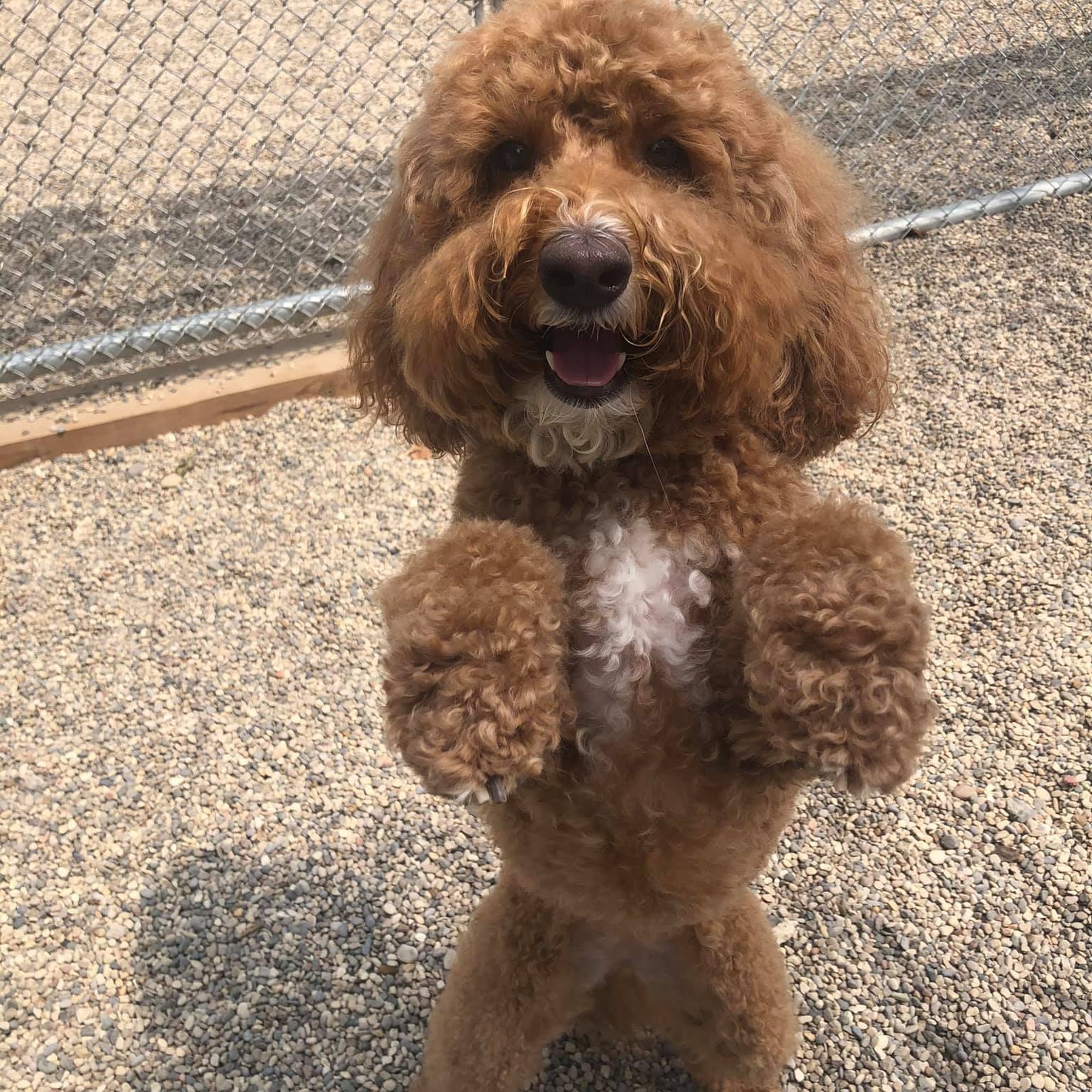 Doggie Detailing and Resort Grand Haven