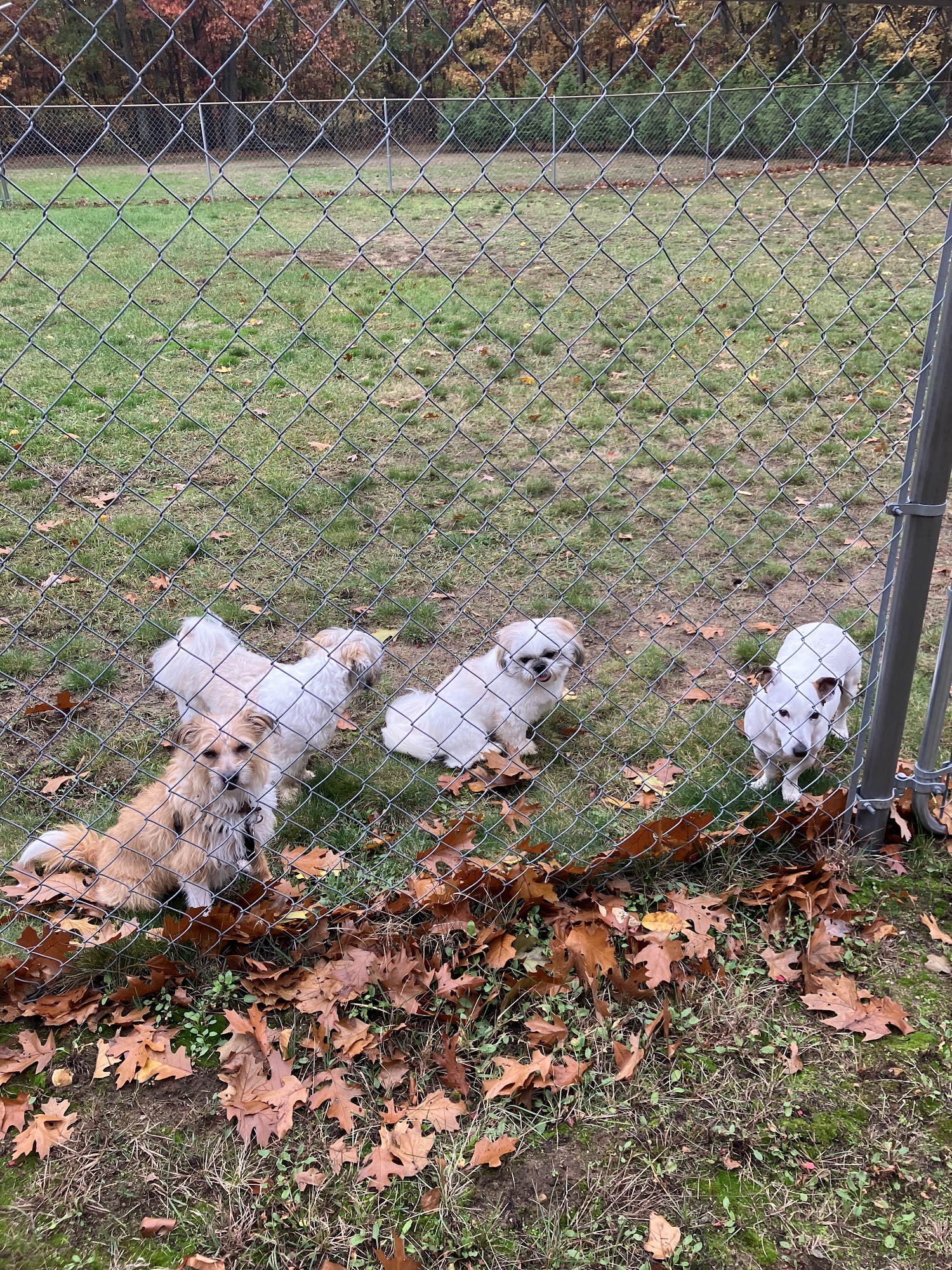 Home Away from Home Dog Boarding and Daycare Grand Haven