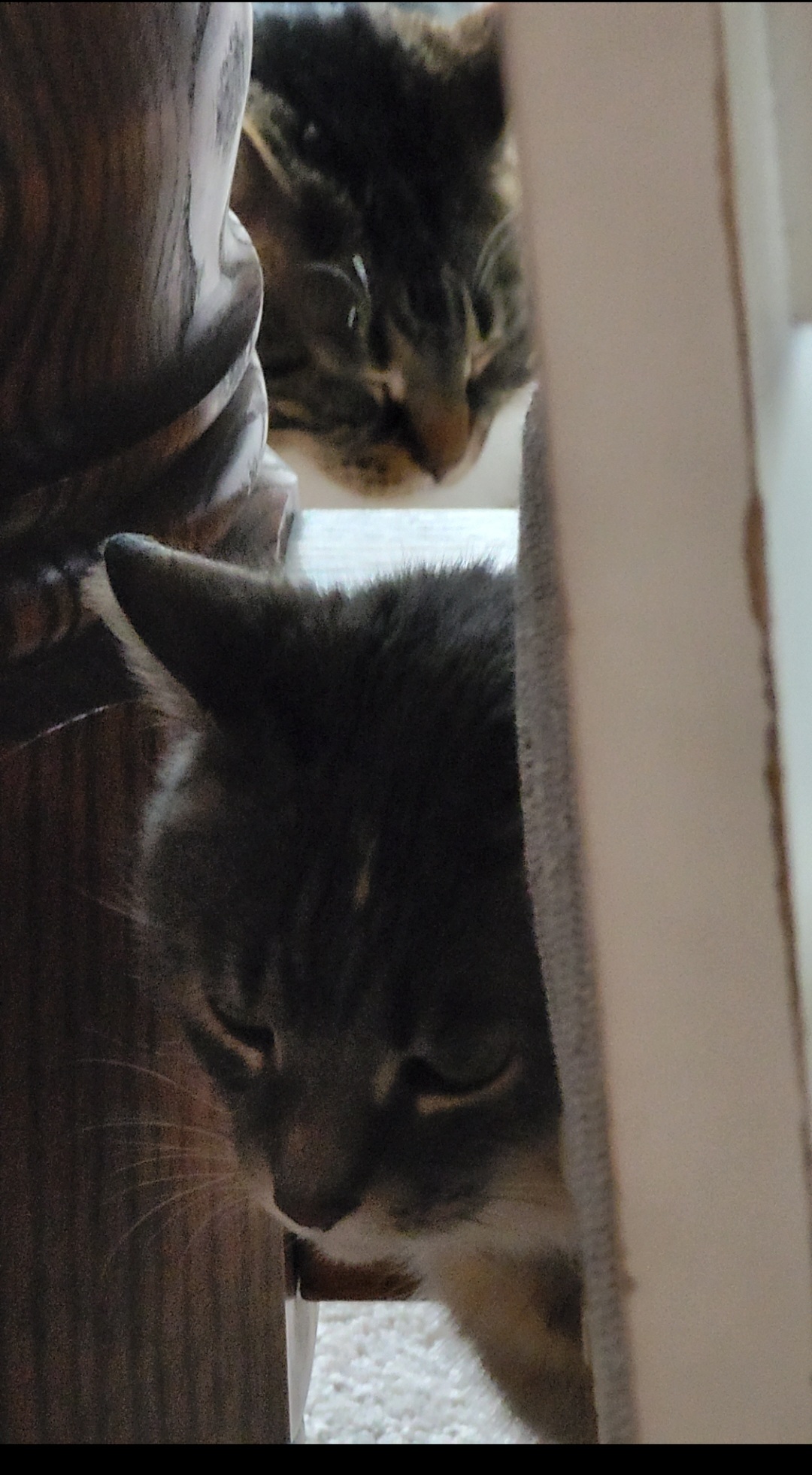 Grand Ledge Veterinary Hospital Grand Ledge