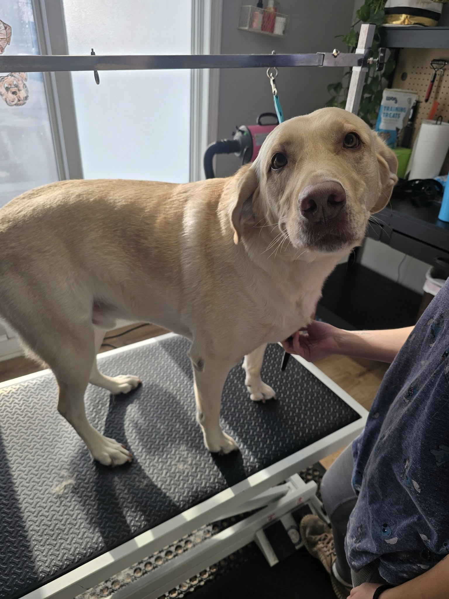 Paw City Pet Care - Grand Ledge Grand Ledge