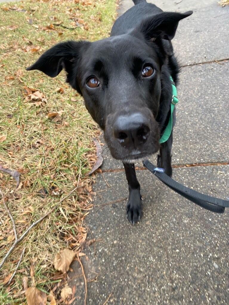 Paw City Pet Care - Grand Ledge Grand Ledge