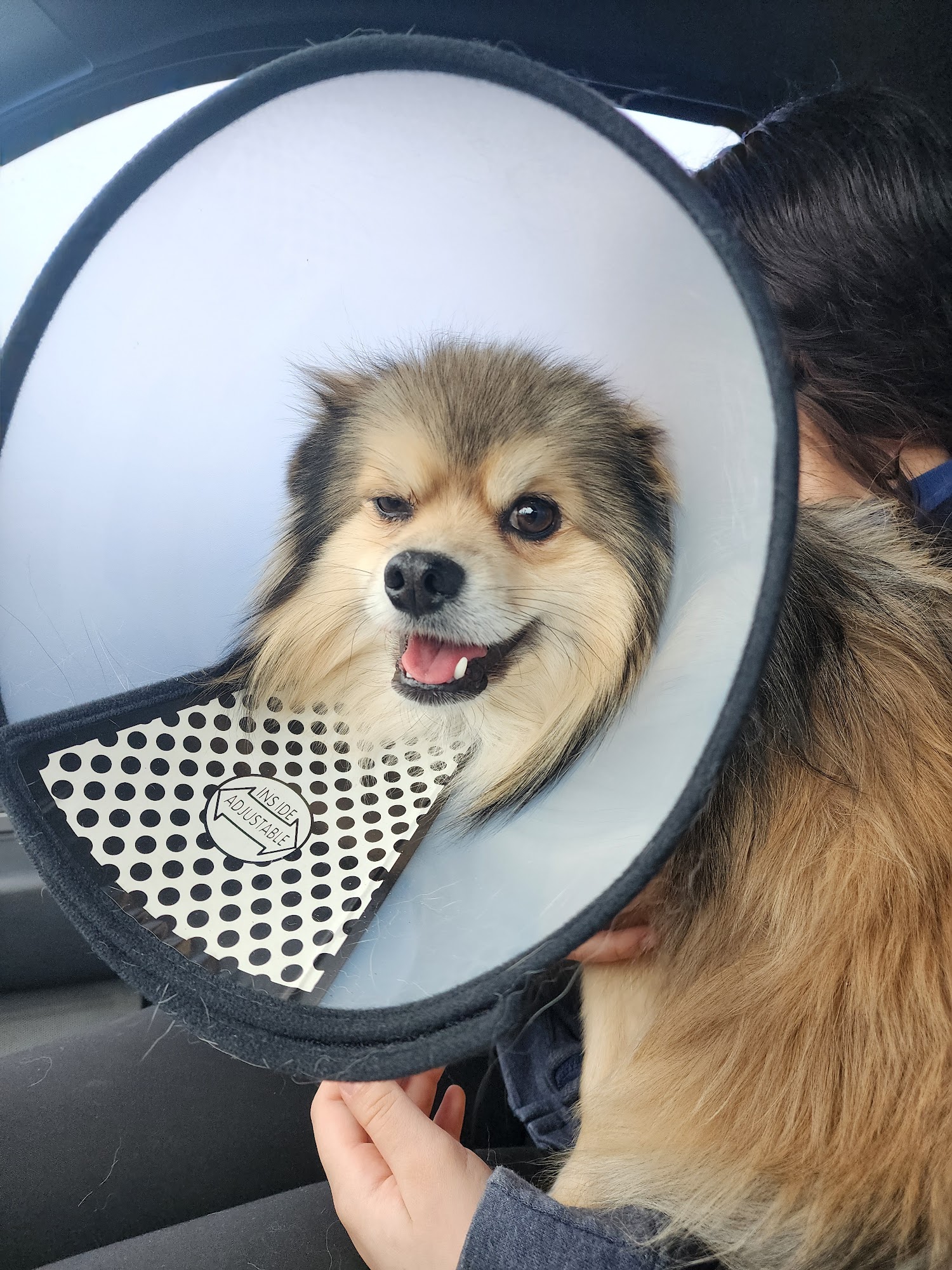 Compassion 4 Paws Veterinary Healing Center Grand Ledge