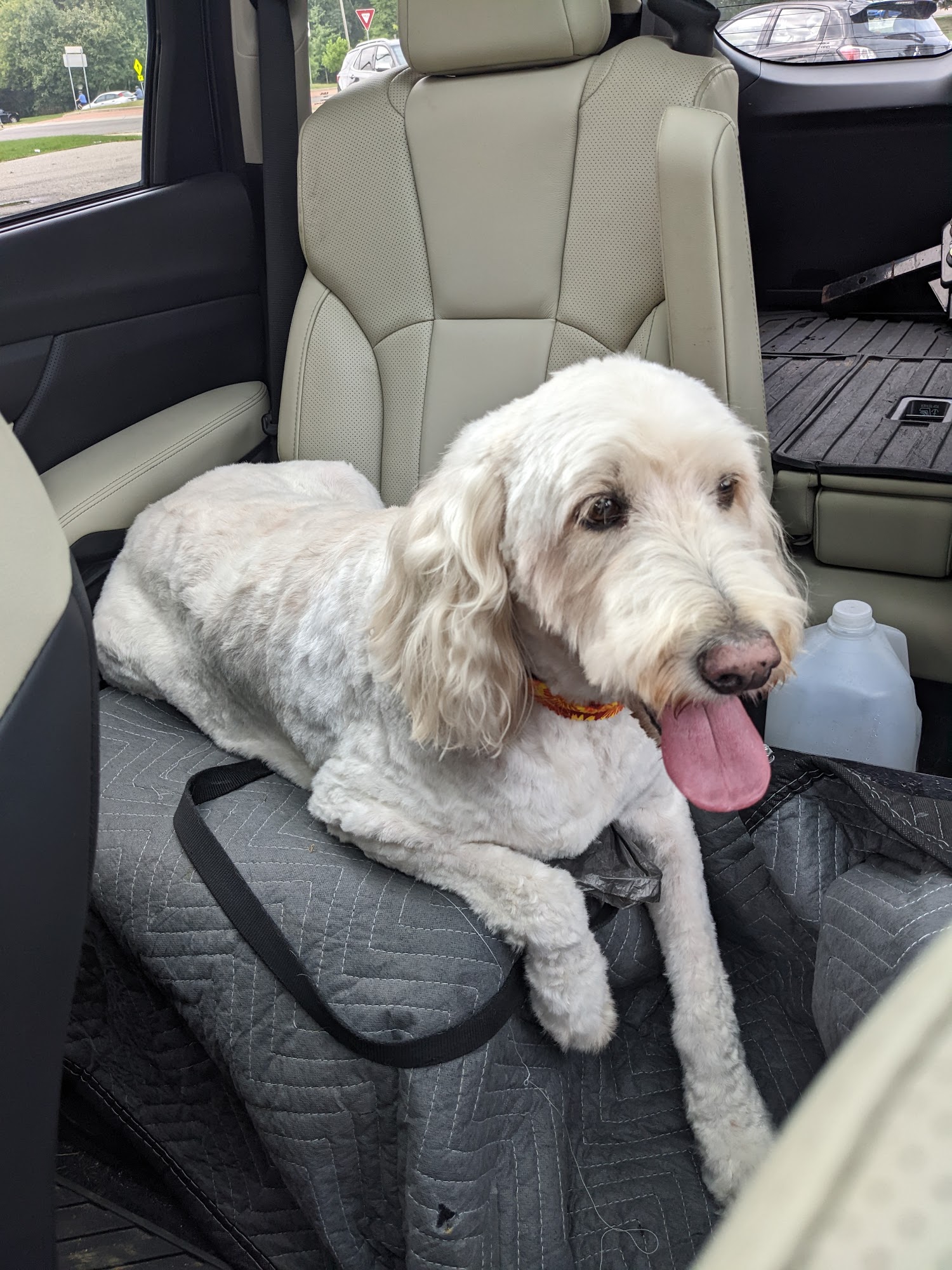 North Bark Pet Grooming Grand Rapids