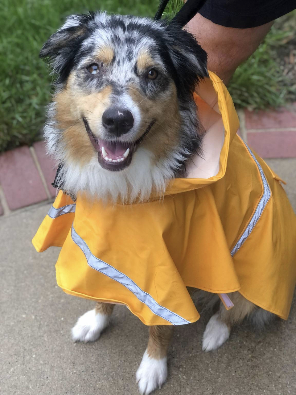 Plymouth Road Animal Clinic Grand Rapids