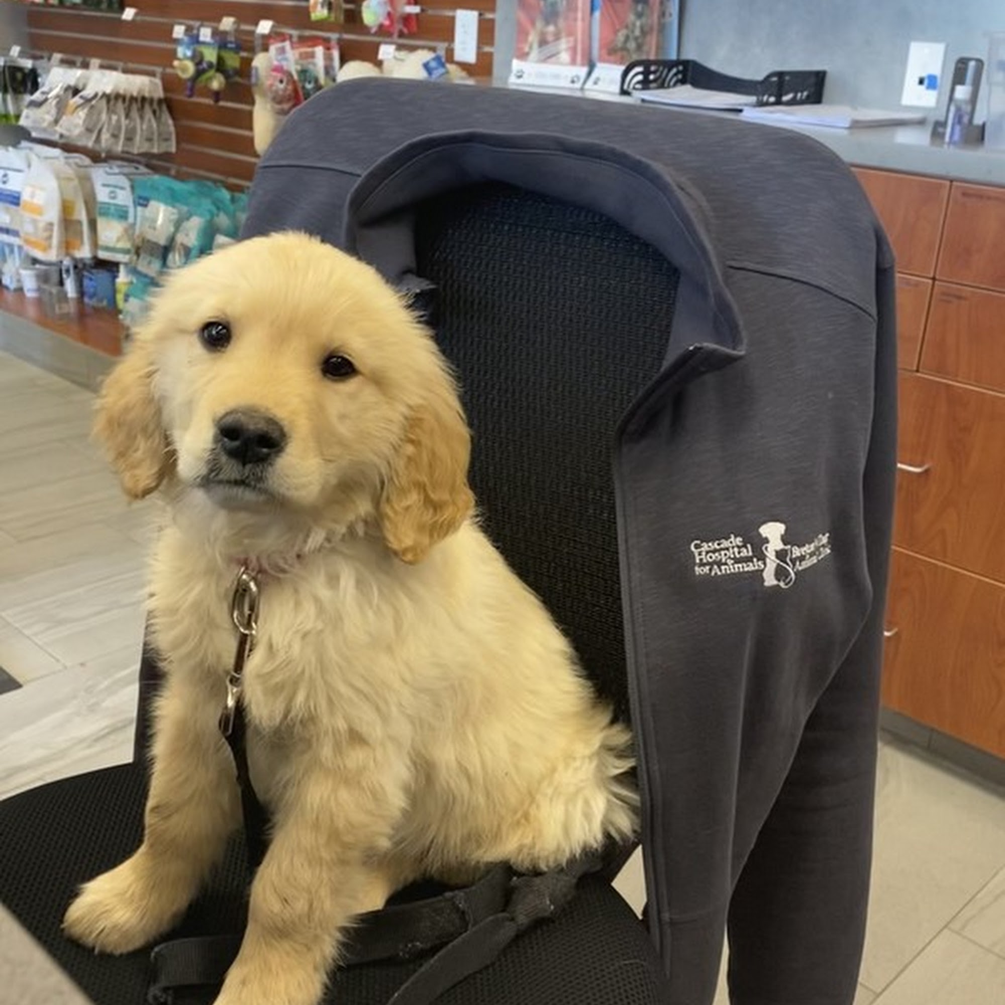 Breton Village Animal Clinic Grand Rapids