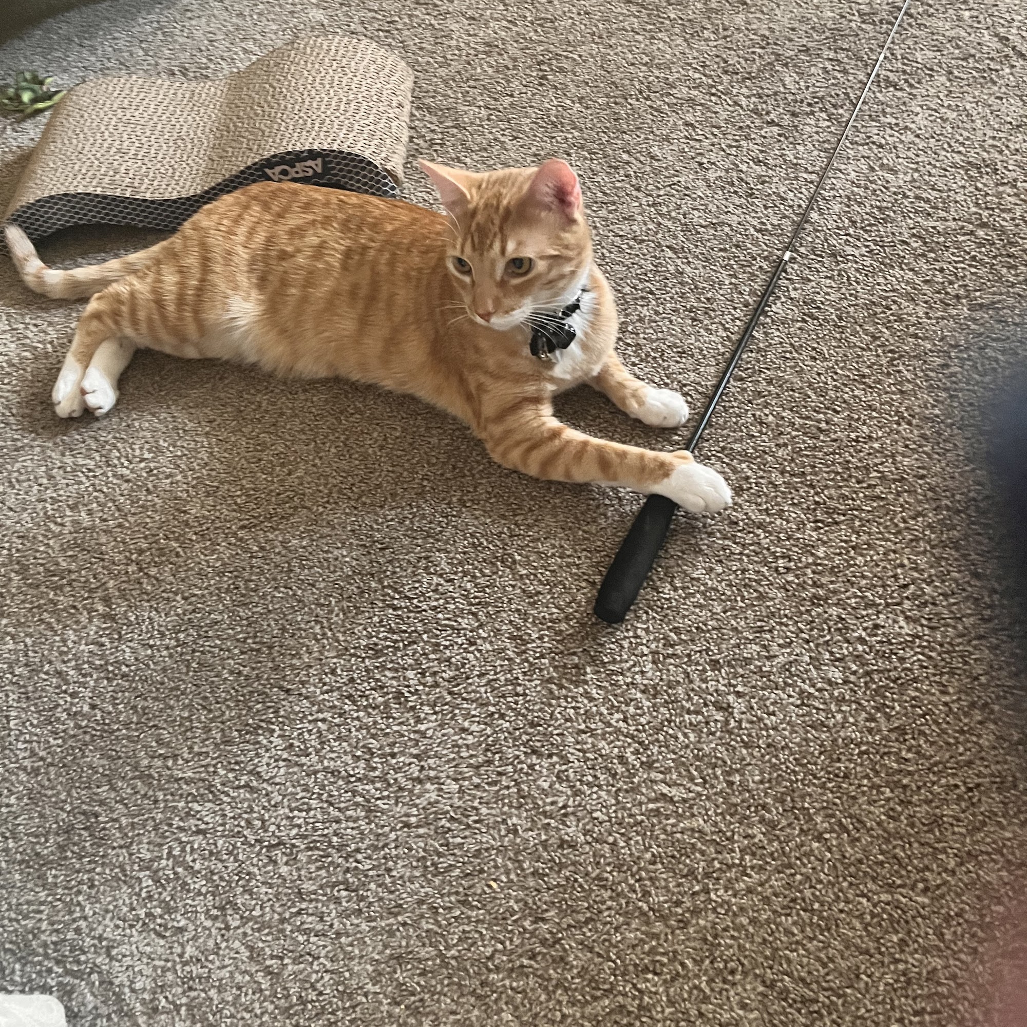 Forest Hills Veterinary Clinic Grand Rapids