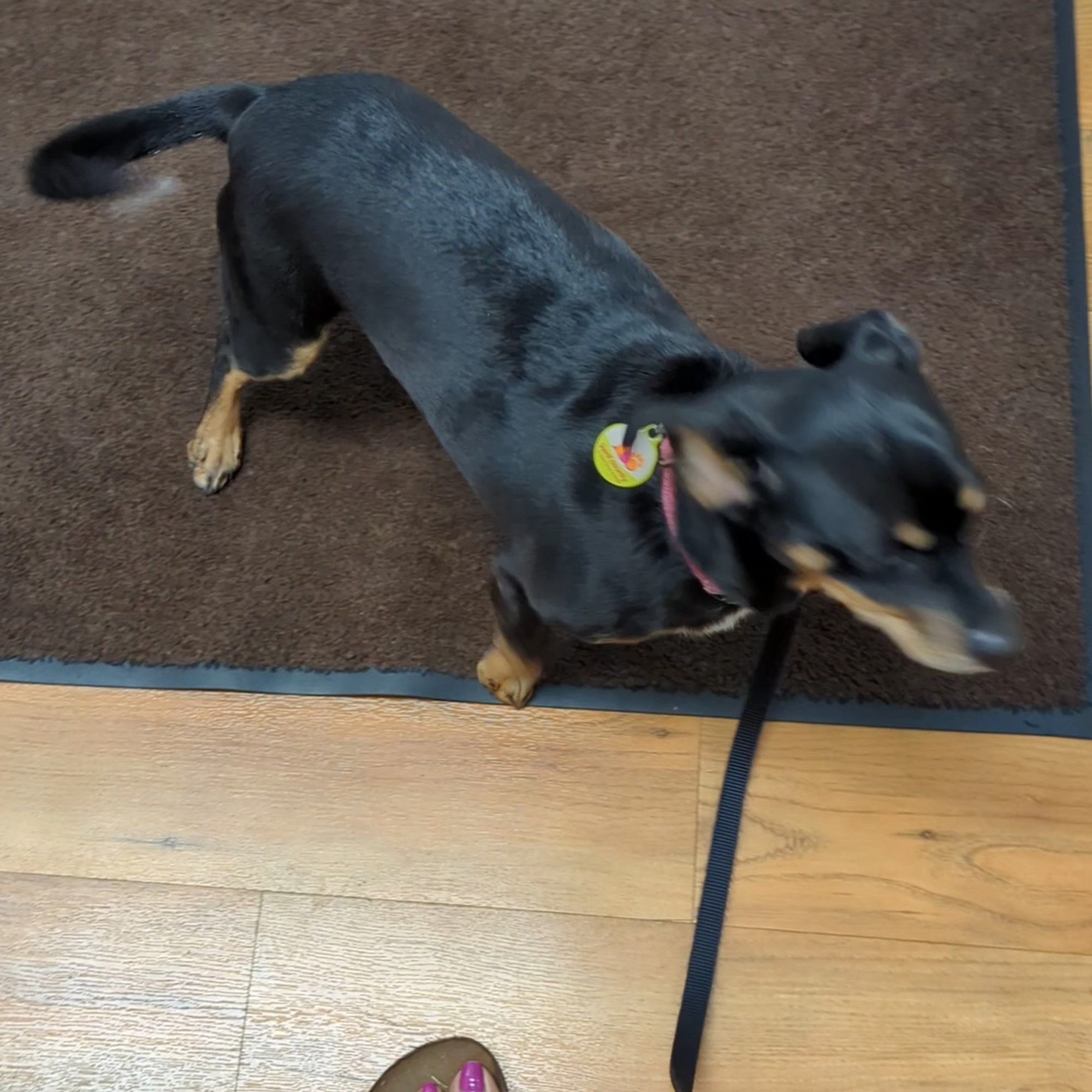 Grand Rapids Vet Clinic Grand Rapids