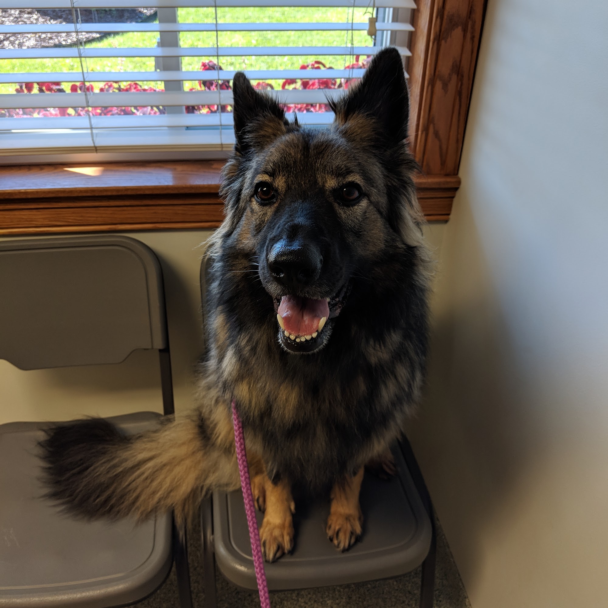 Standale Veterinary Hospital Grand Rapids