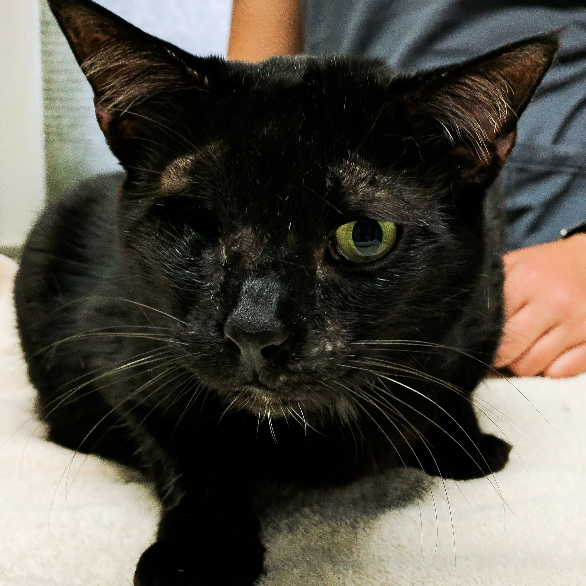 Schmitt's Animal Hospital Grand Rapids