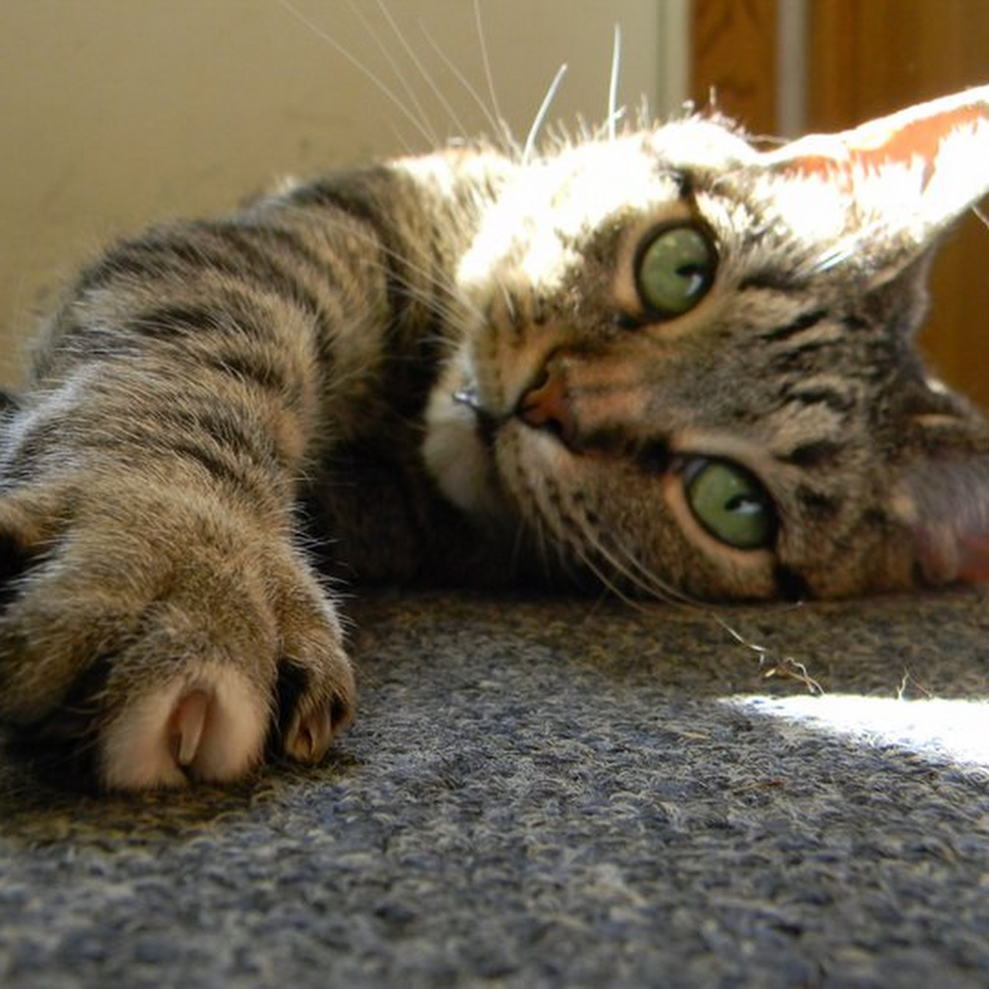 Cat Clinic North Grand Rapids