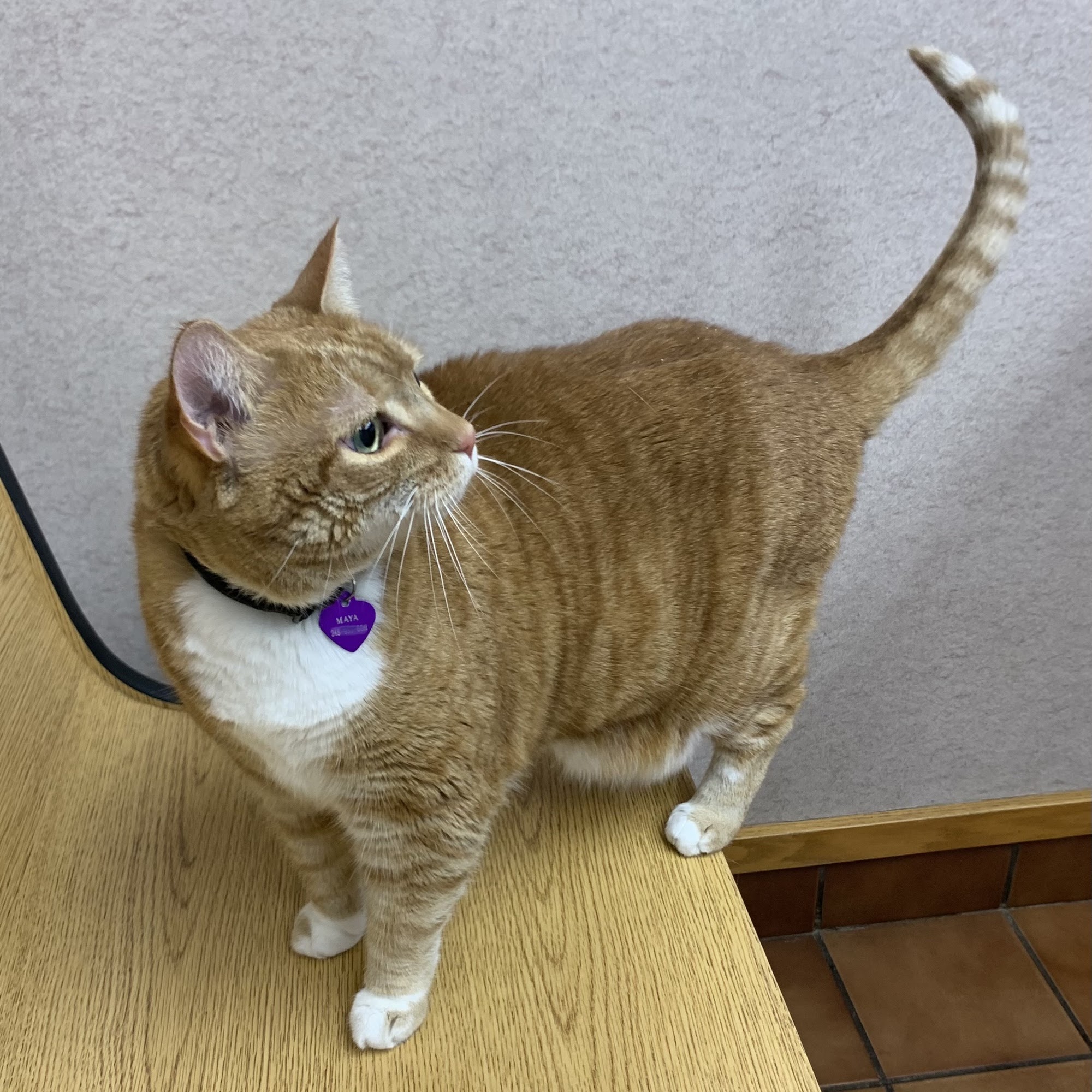 Cascade Hospital for Animals Grand Rapids