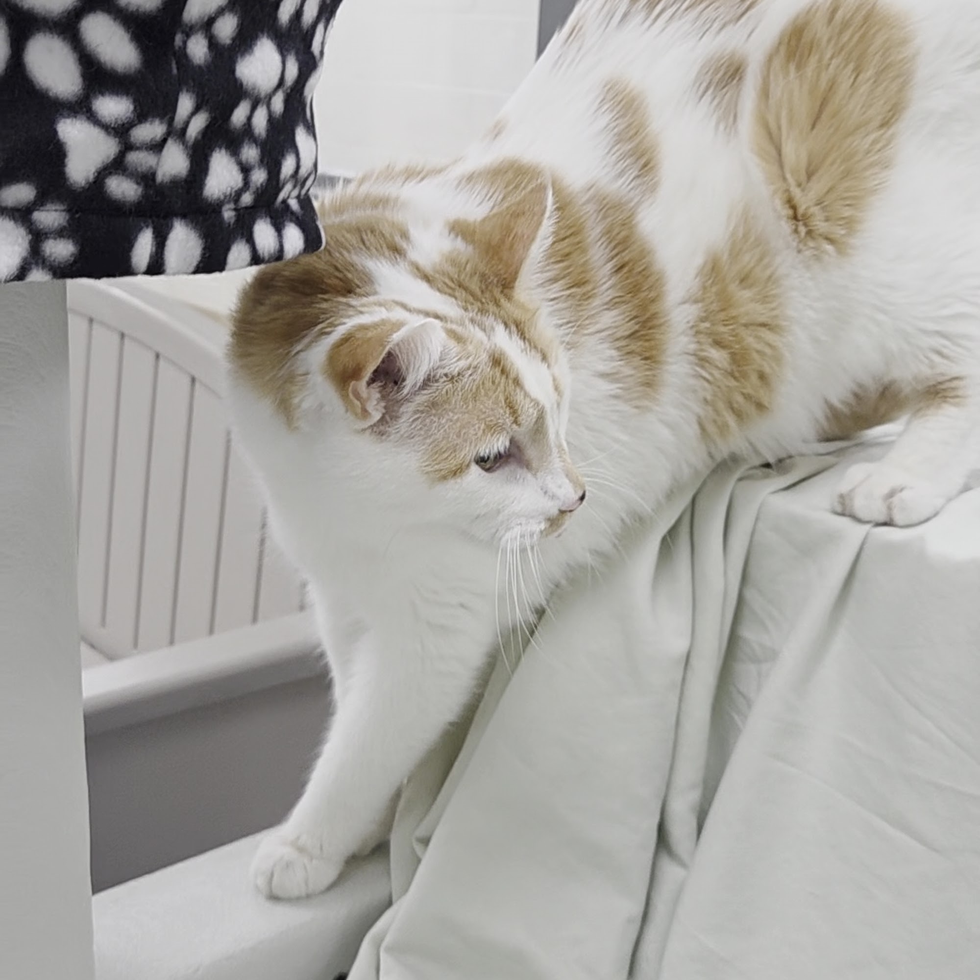 Kent County Animal Shelter Grand Rapids