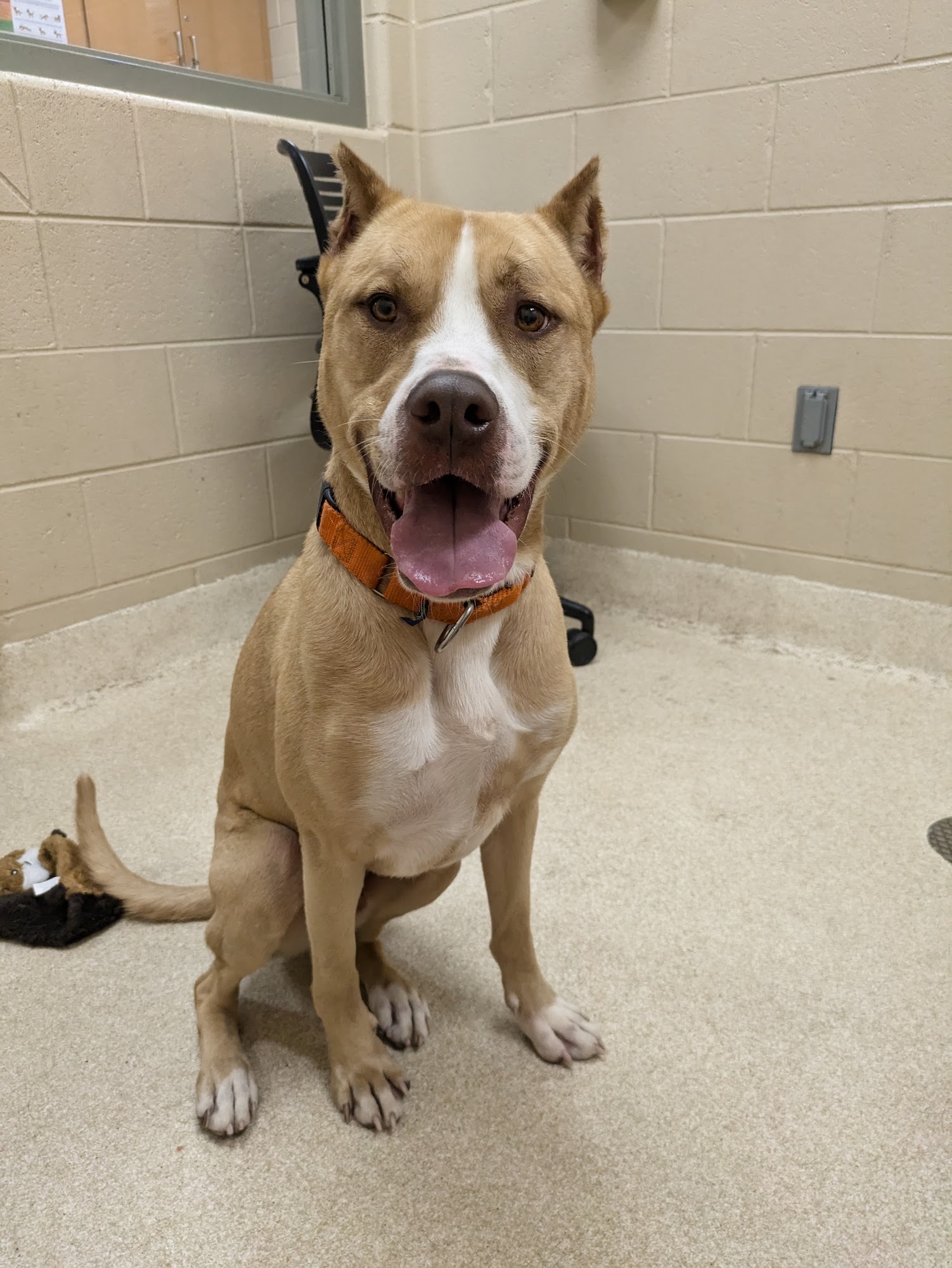 Kent County Animal Shelter Grand Rapids