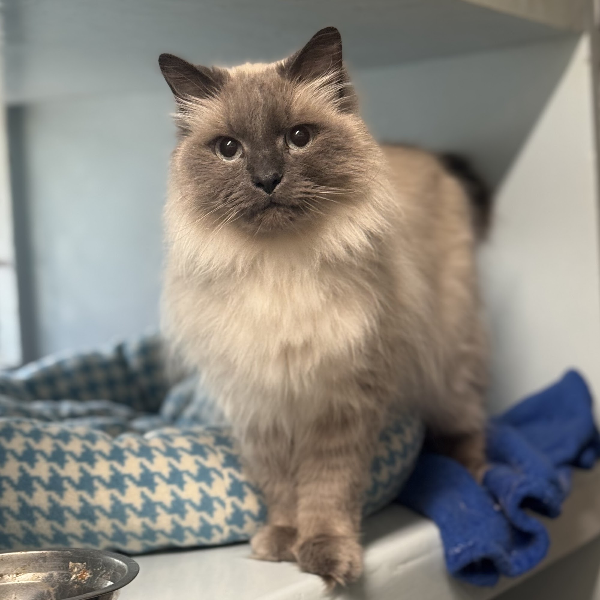 Brooknelle Pet Hotel Grand Rapids