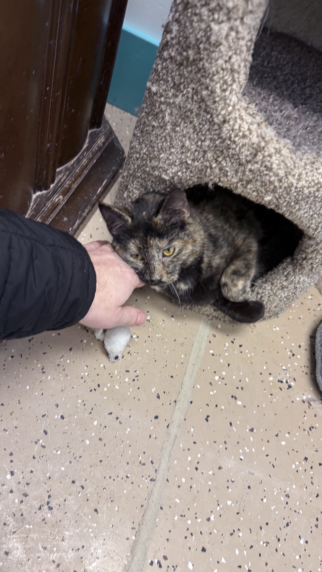 Second Chance Cats of West Michigan Grand Rapids