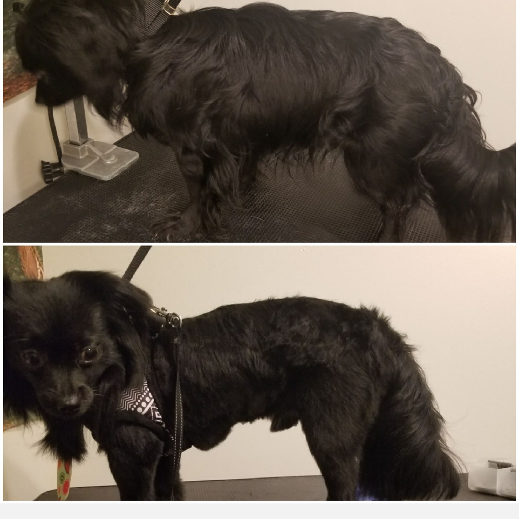 Stinky Pete's Pet Grooming Grand Rapids